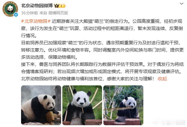 【动物园回应大熊猫萌兰倒走行为：经初步观察，该行为发生在“萌兰”玩耍、活动过程中