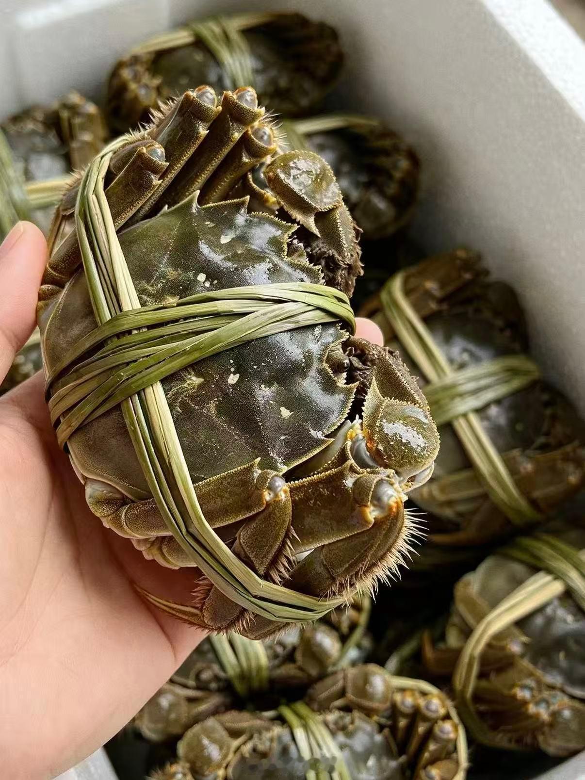 苏州阳澄湖大闸蟹正式开捕了 金秋时节，苏州阳澄湖大闸蟹迎来开捕。鲜活蟹品经分拣核