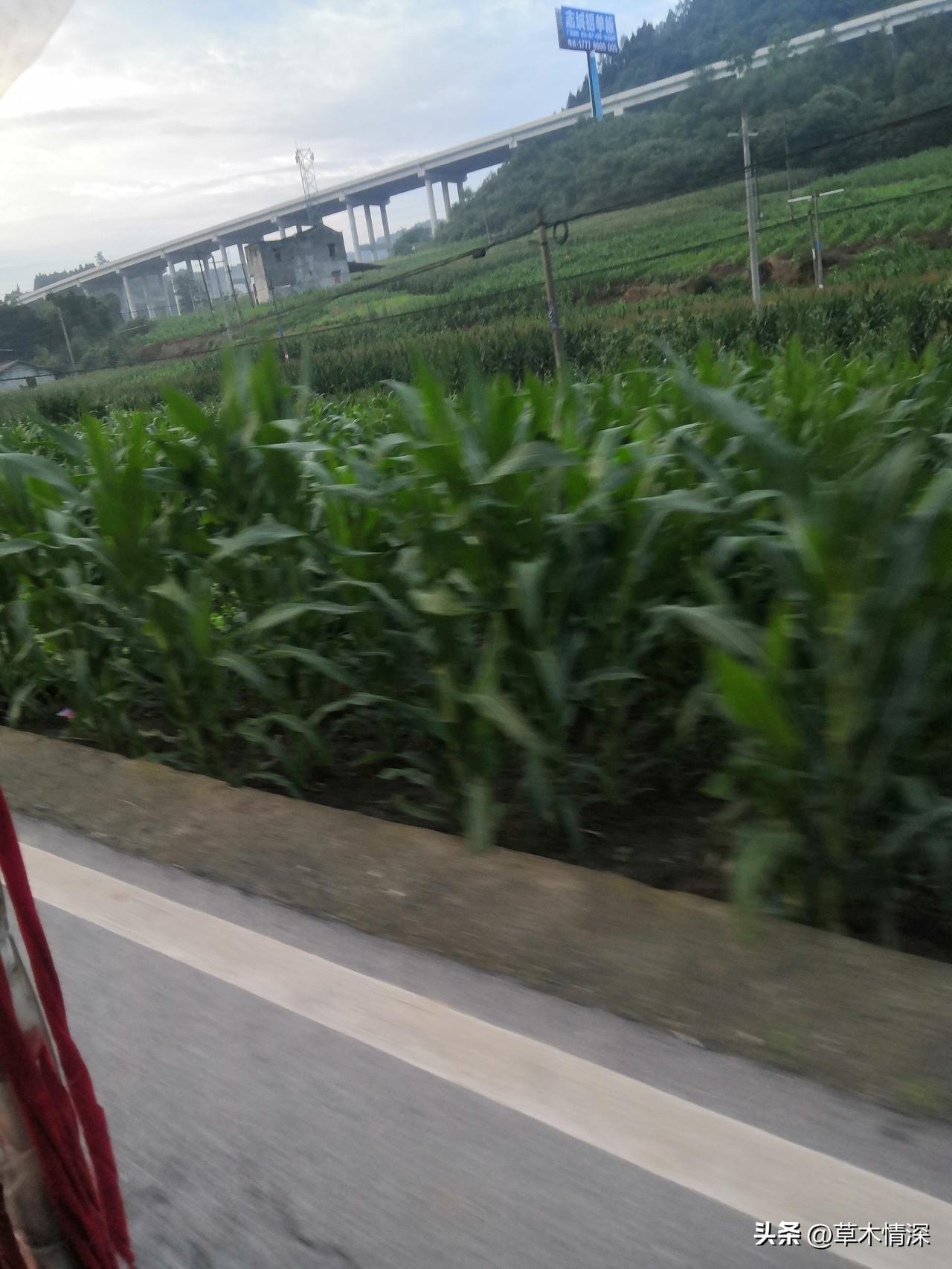 在德阳随手拍里看到中江县冯店镇高架桥城南高速路的风景，简直美炸了！修扩建成南高速