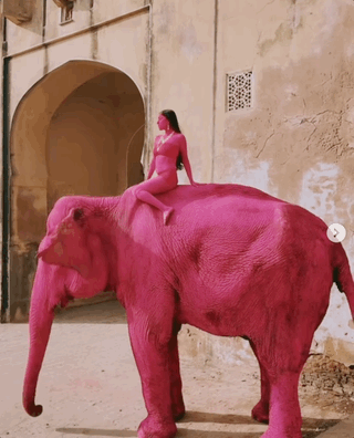 俄罗斯摄影师粉染母象致死到底是谁在把这种虐待动作的行为称作艺术的？？ 