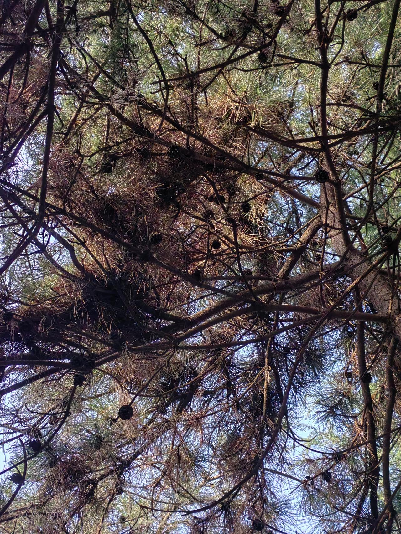 大姨九十四岁，精神矍铄，他唯一的儿子已经去世三年多。
婶子八十六岁，年纪不大，生