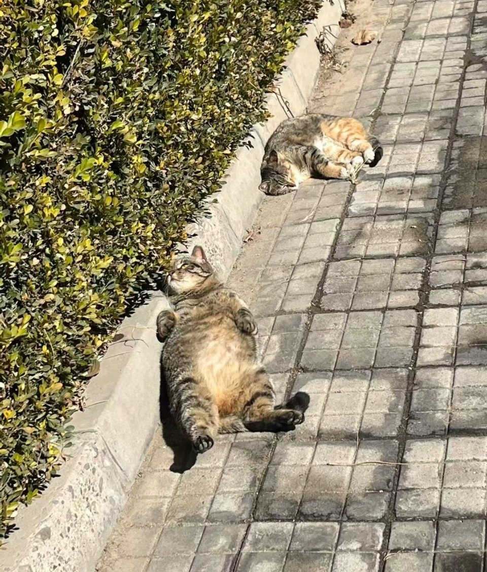 萌宠 阳光下，惊现两名小醉汉 