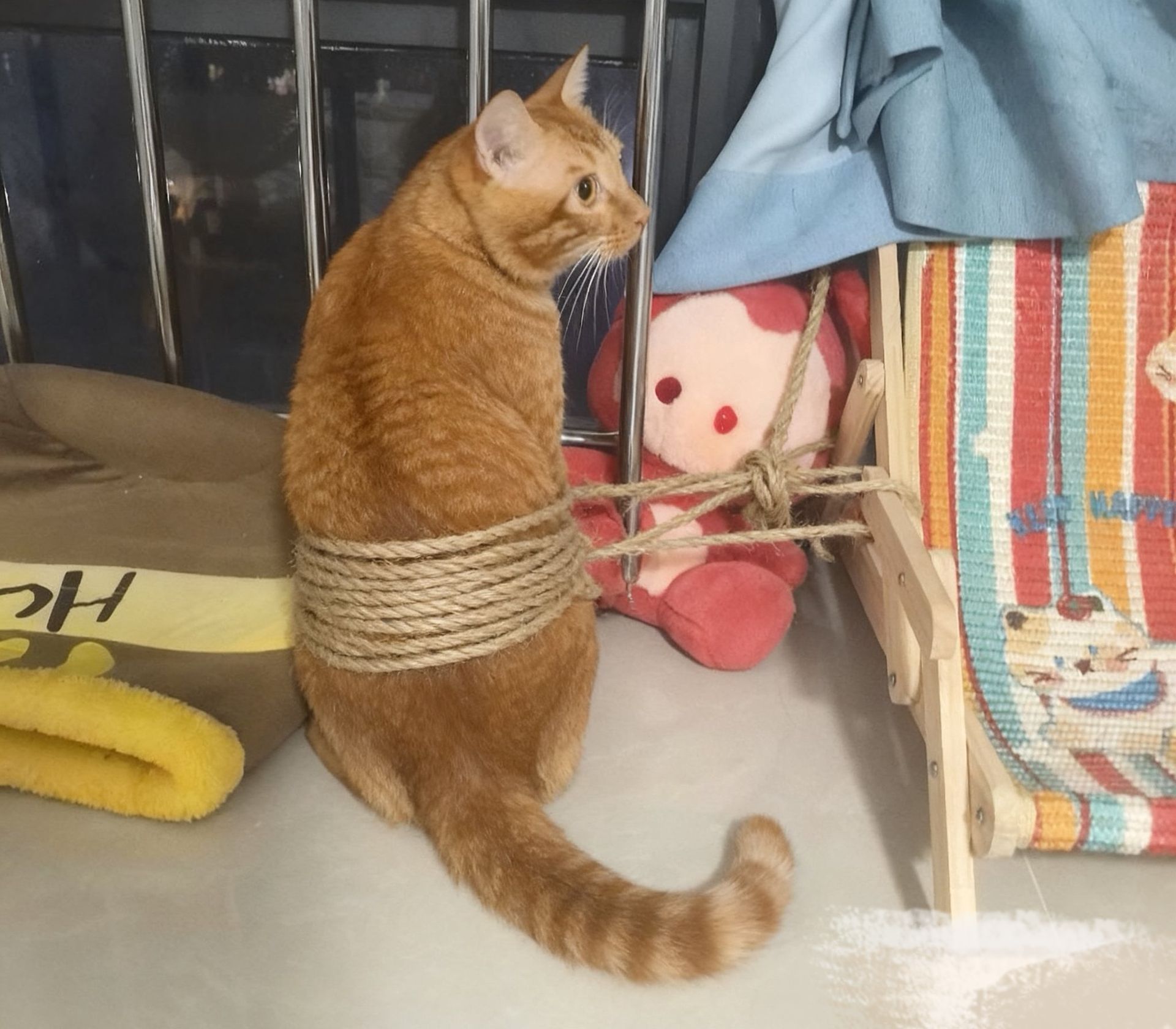 深圳已录得最大阵风15级主人担心猫咪被被吹跑🐈 ​​​