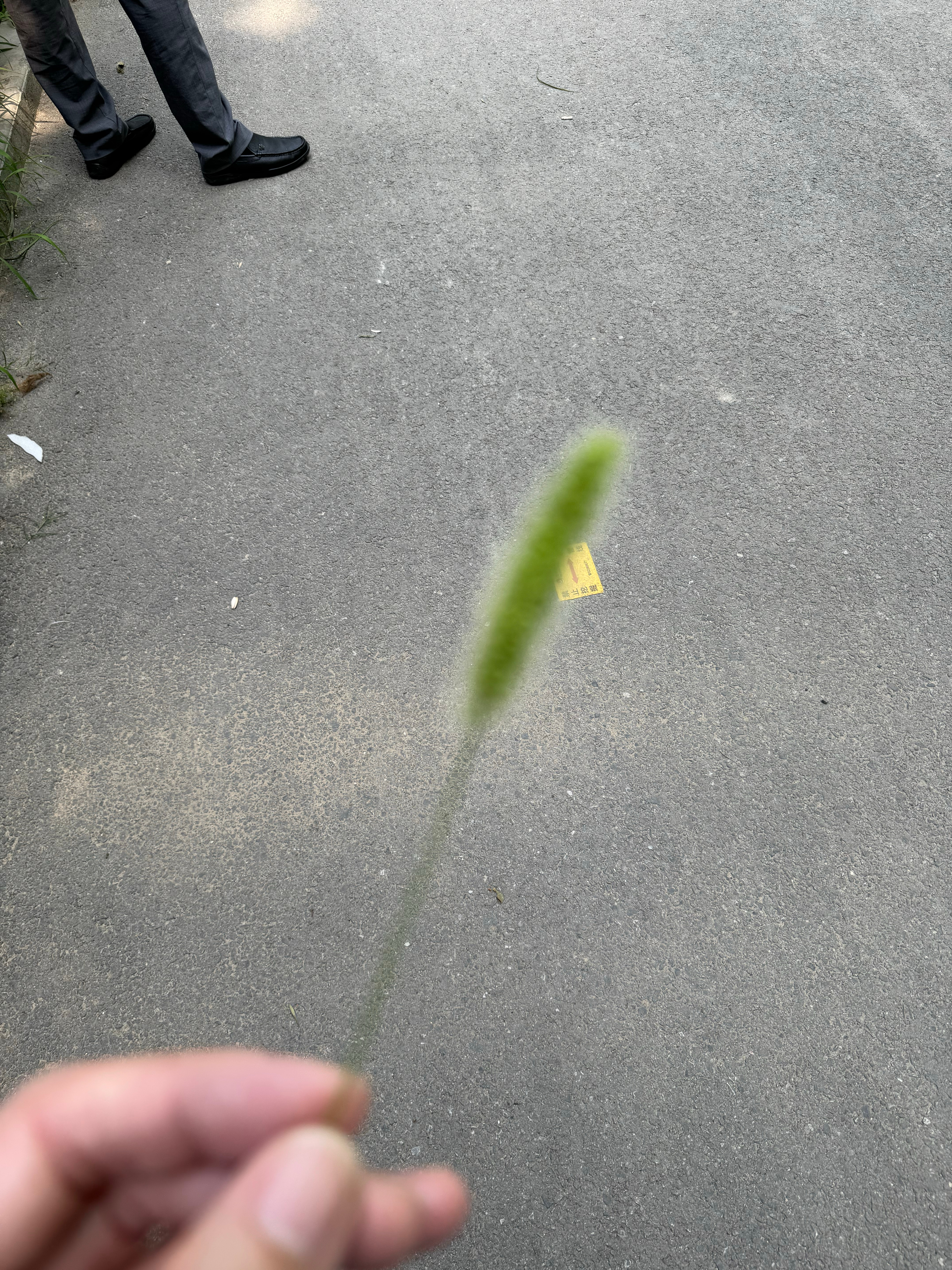 狗尾巴草 