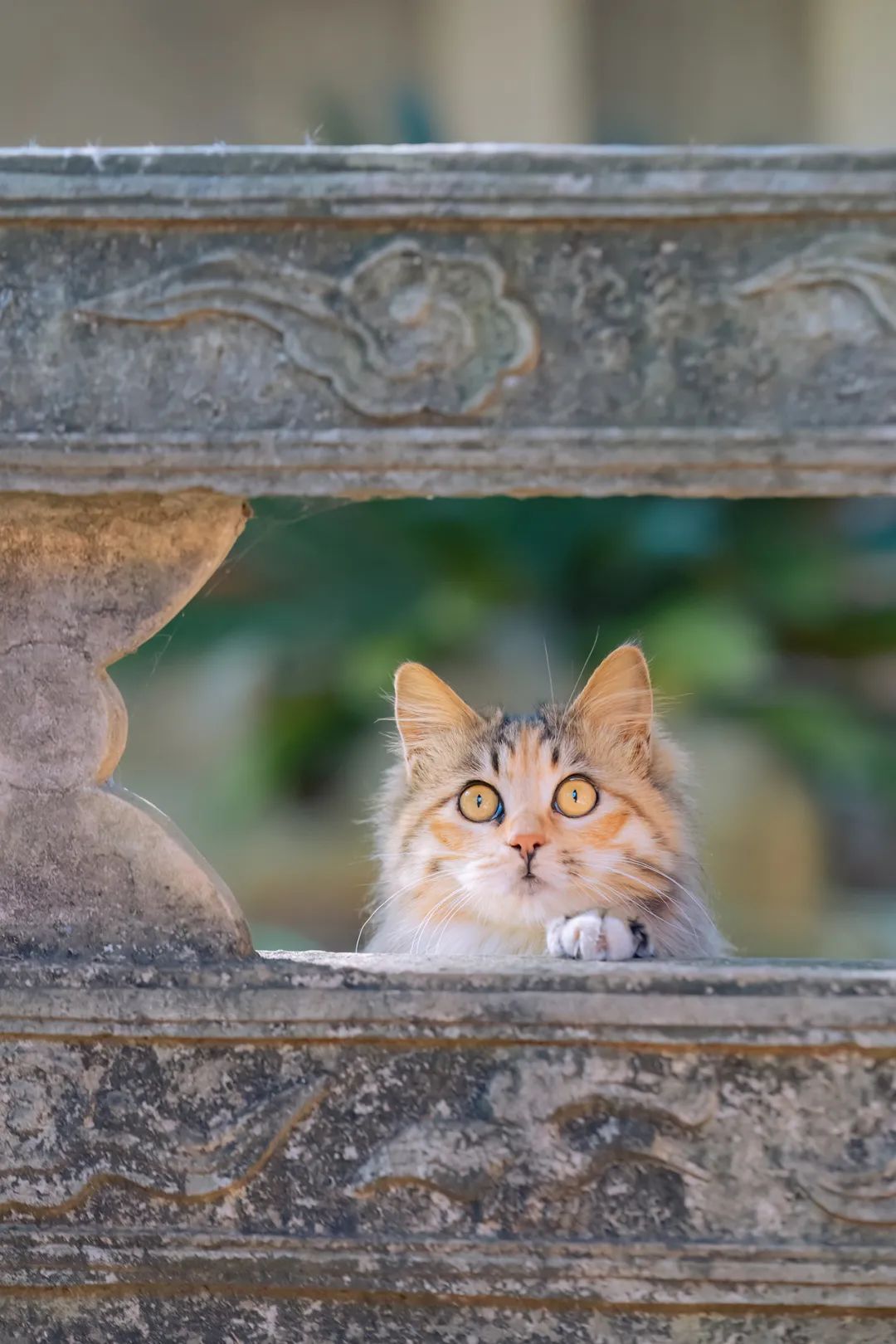 长毛彩狸（三花猫）颜值还是可以的 