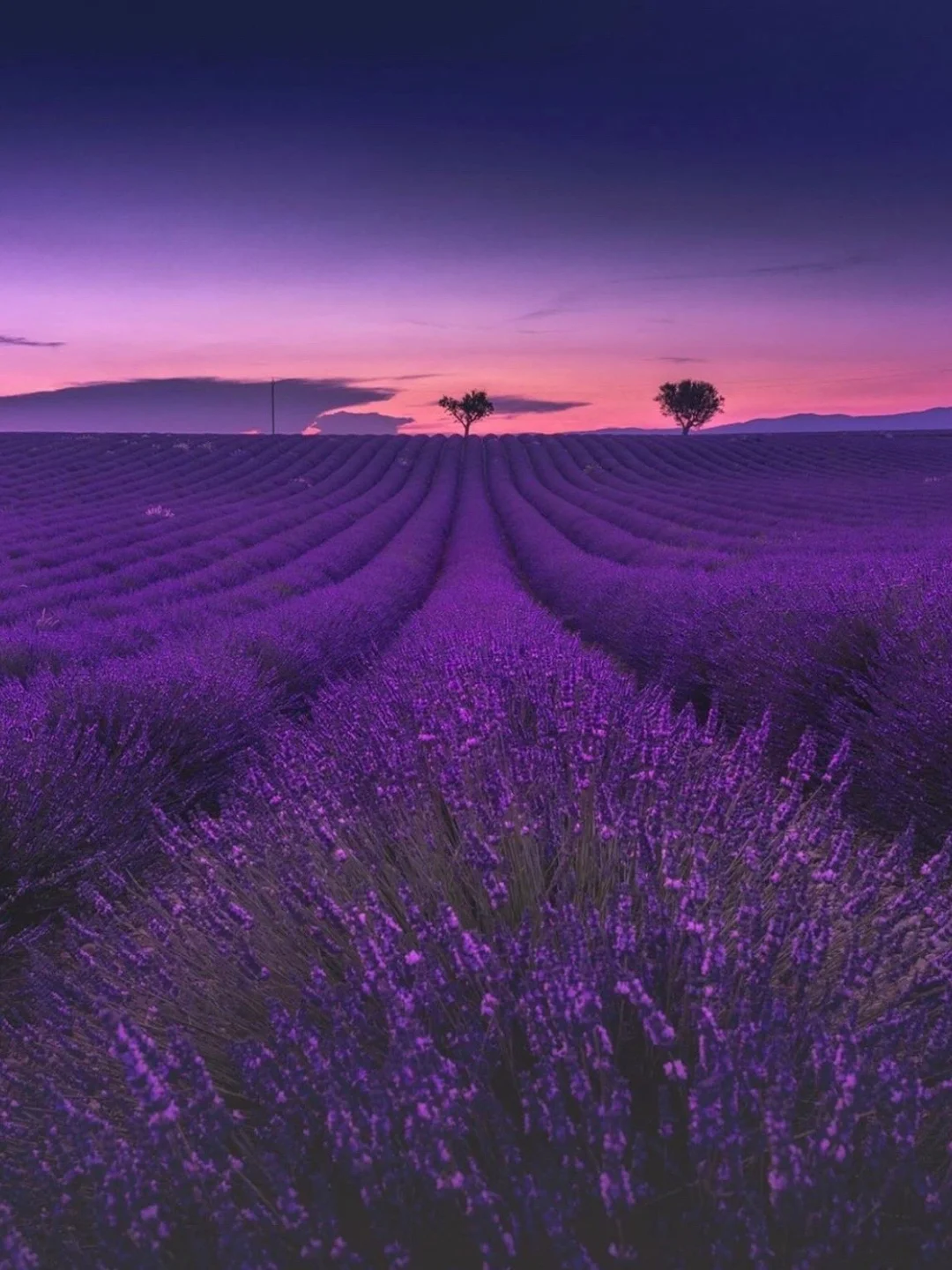 6-8月薰衣草花期☀️请收藏南法薰衣草攻略！