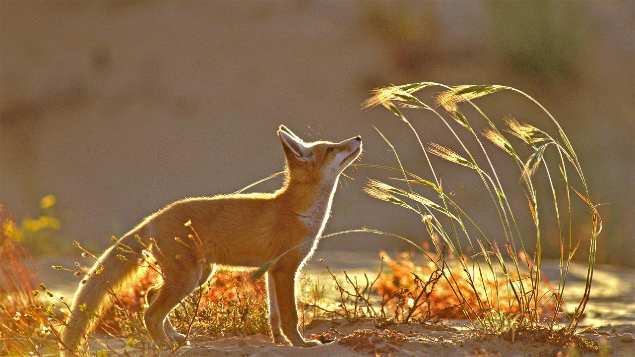 bing壁纸 必应壁纸Red fox (© Yossi Eshbol/Minde