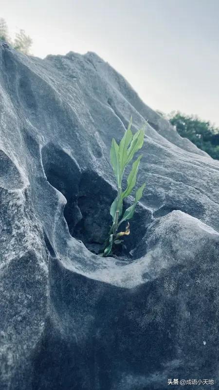 都说“厚积薄发”，可多少人死在了“积”的路上？别急着要结果，竹子熬了四年才长三厘