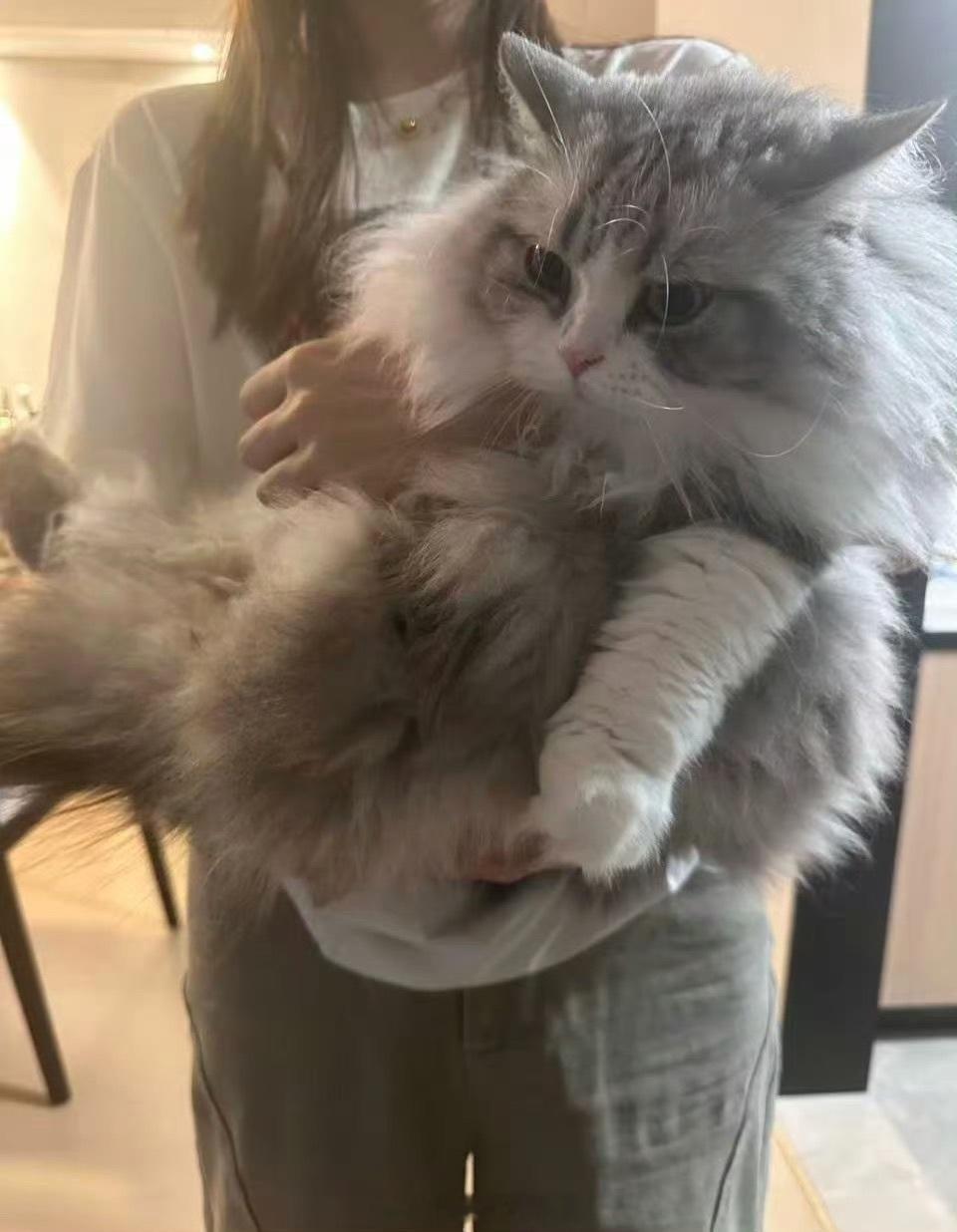 无畏的猫真的太太太大了无畏的猫真的太太太大了这张照片看着是真的大 