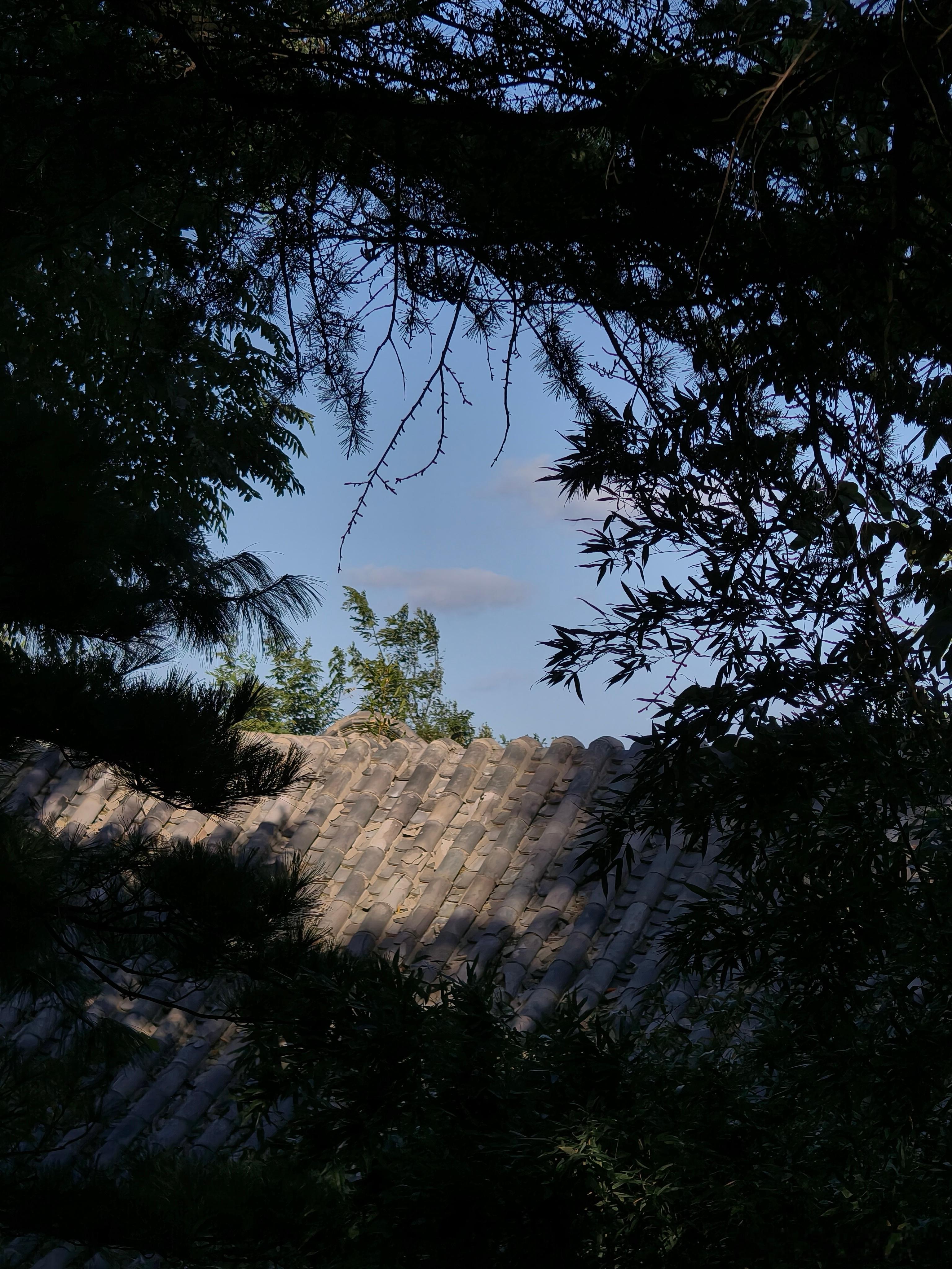 晨跑的终点不是里程，而是这片森林的深呼吸。每一步都踏在柔软的光斑上。 ​​​