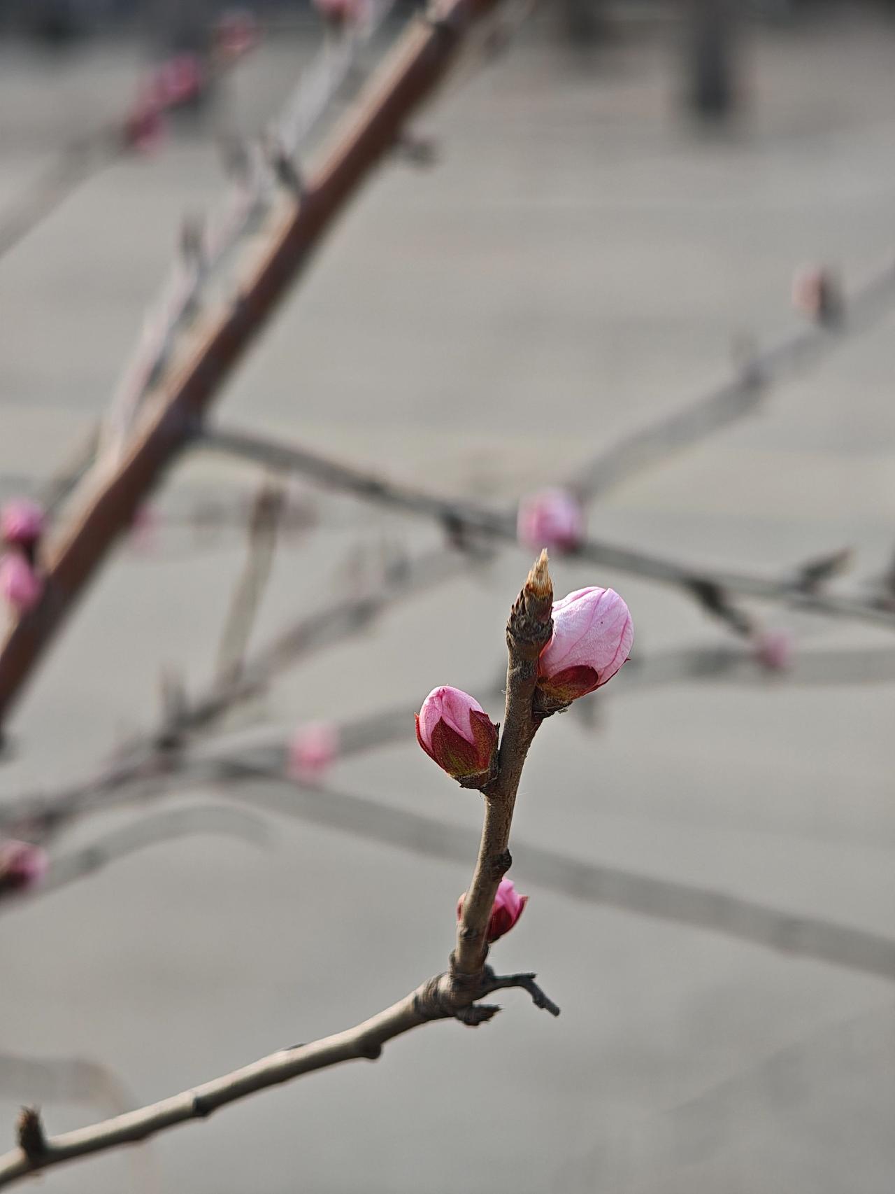 春日暖阳，含苞欲放一枝花🌸！
