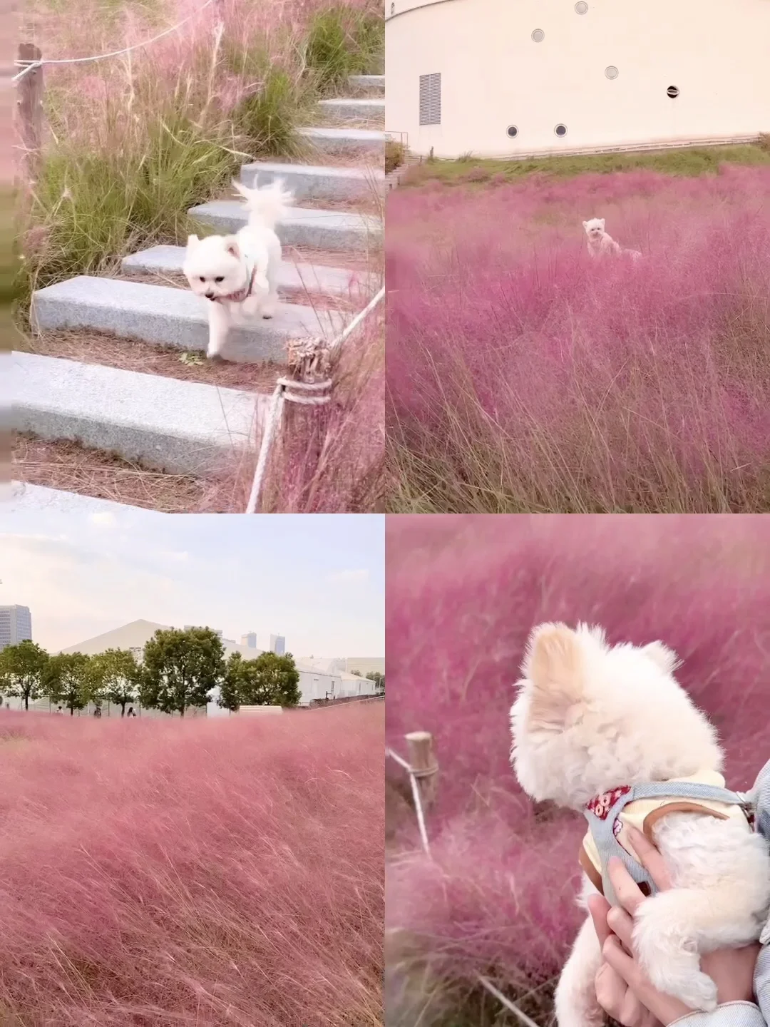 上海秋日限定🆓粉黛乱子草花海…太美了！！！