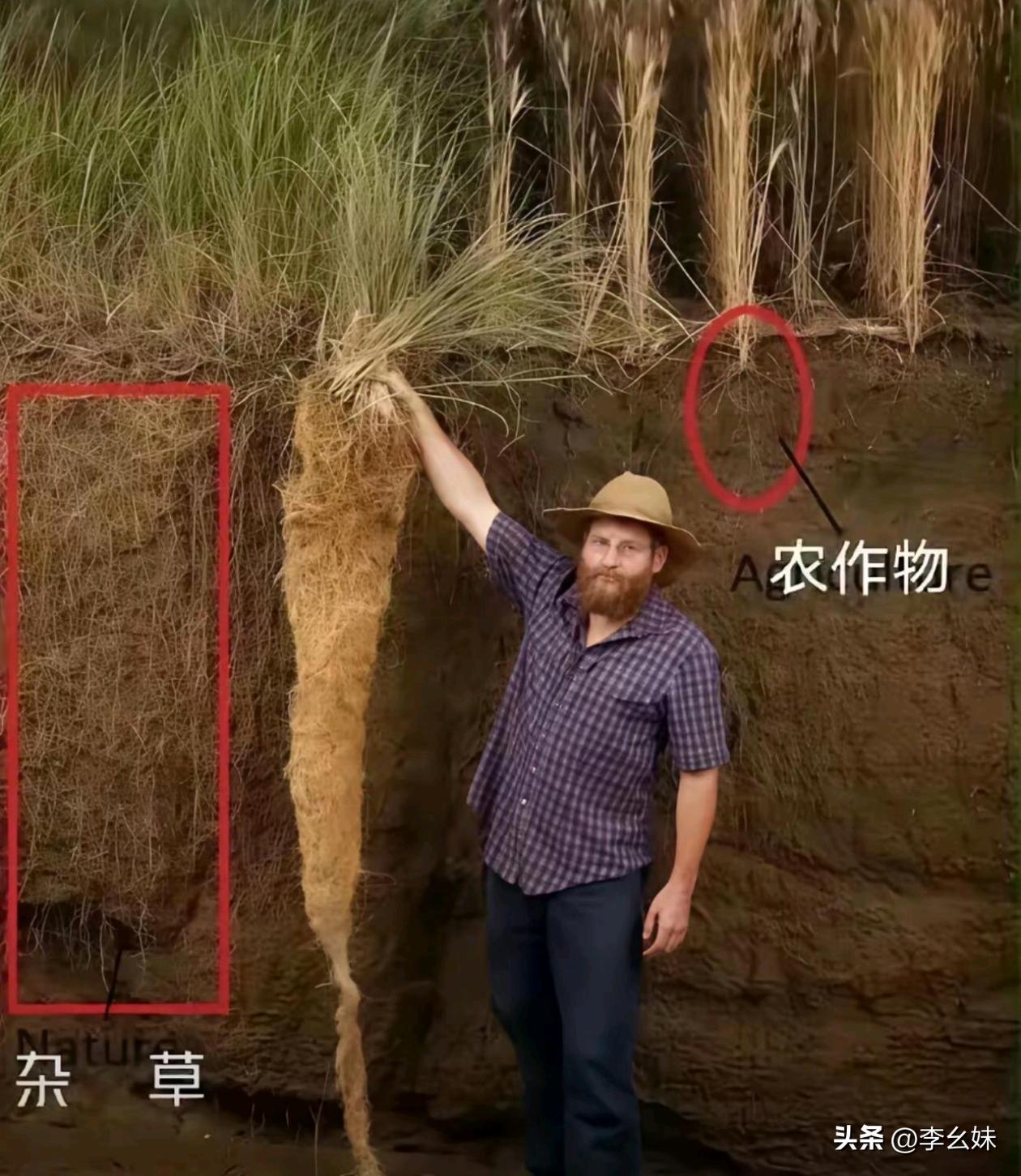 这就是为什么杂草这么难处理