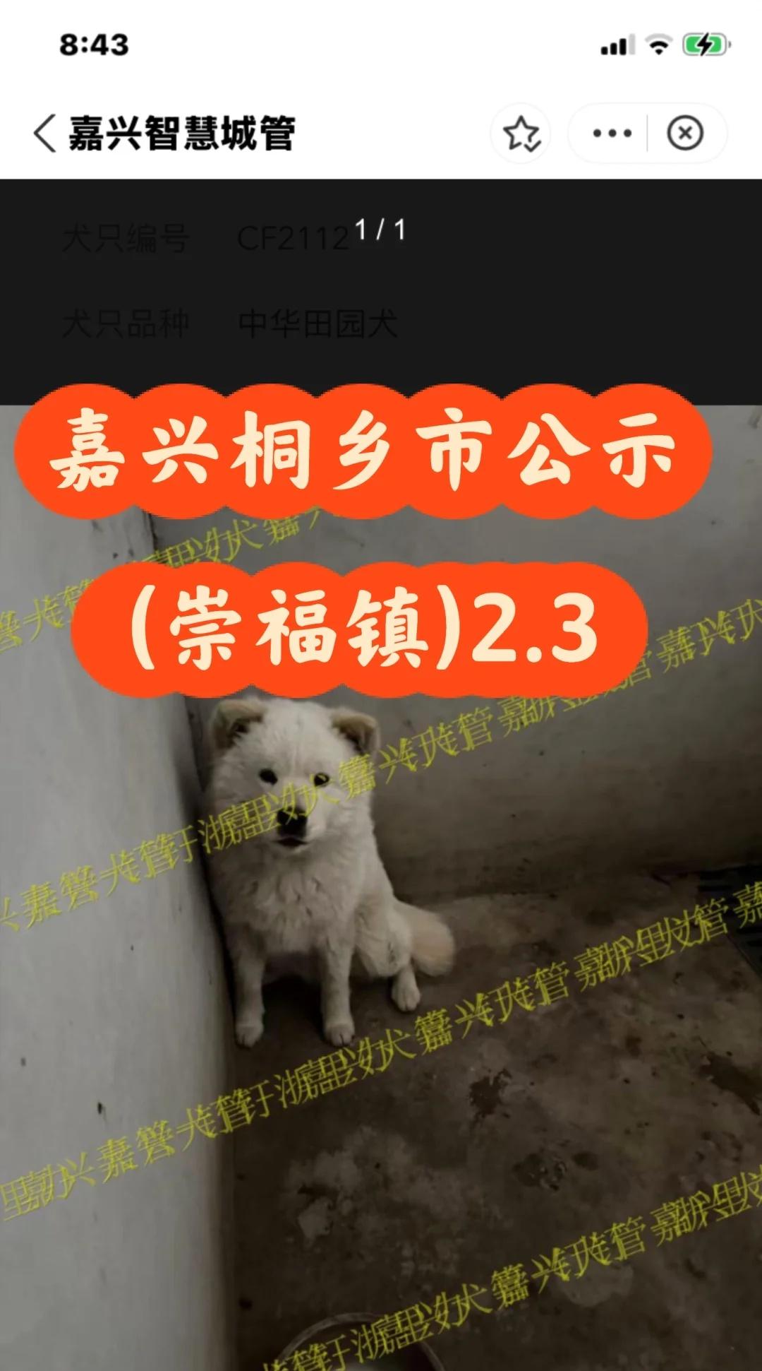 浙江浙里办桐乡(崇福镇)2026.3.2犬只收容
桐乡崇福镇寻狗  只有三天公示