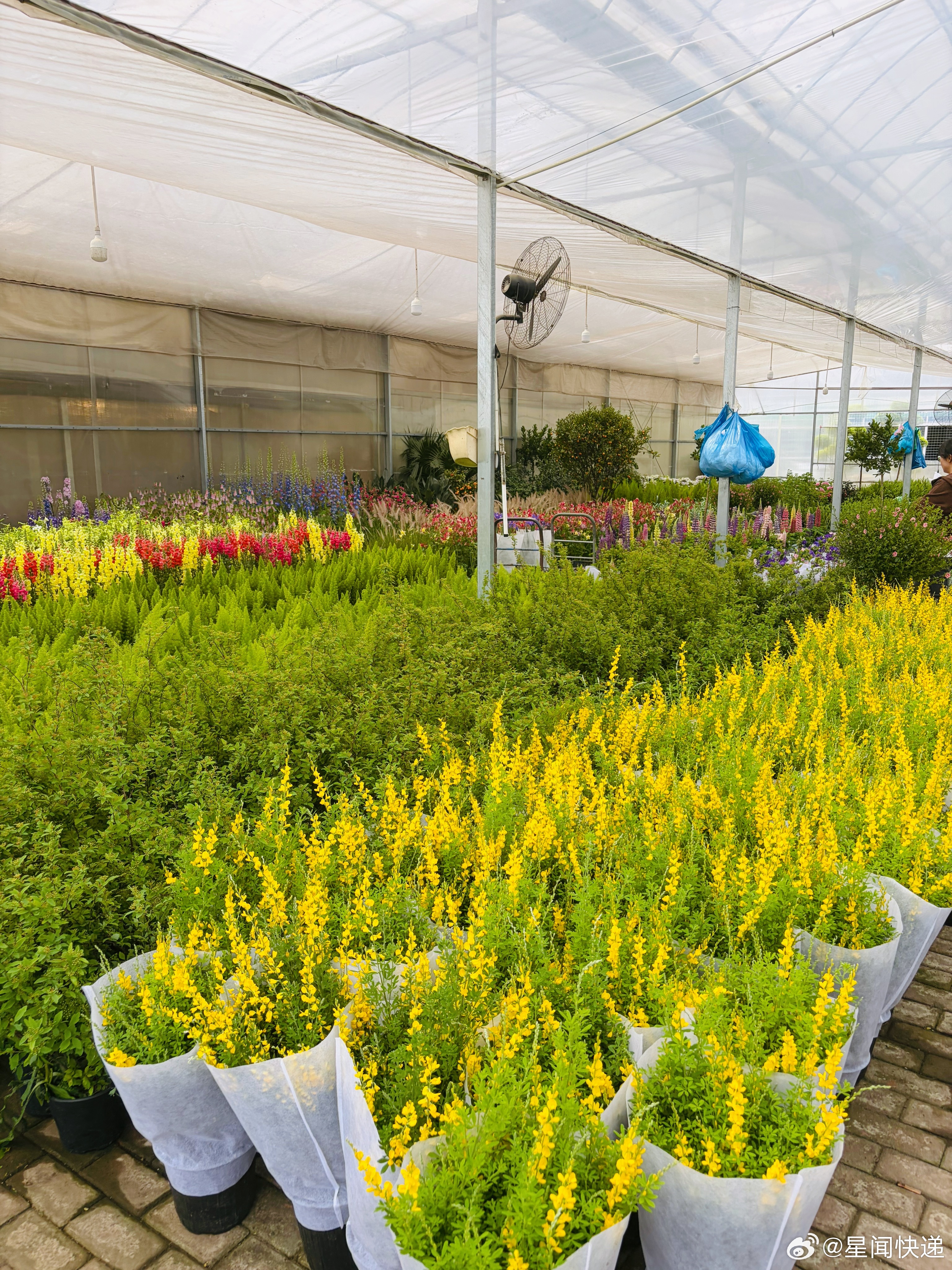 随手拍这边的花真的又多又便宜 杭州·剑桥花卉市场
