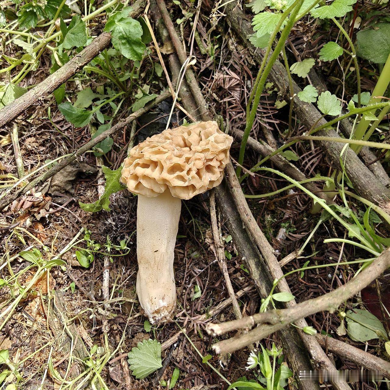 真正的野生羊肚菌，它的菌盖是肉色。纹路特别像羊肚肉。有些菌盖是黑色的羊肚菌，八成