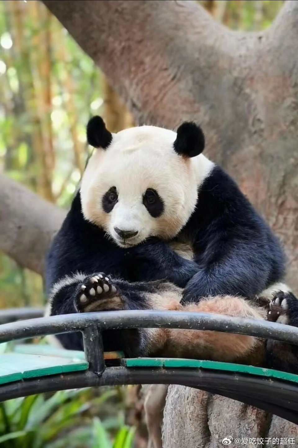 熊猫守护者 闲暇之余看看可爱的大熊猫，治愈所有不开心，一起用心守护它们。 