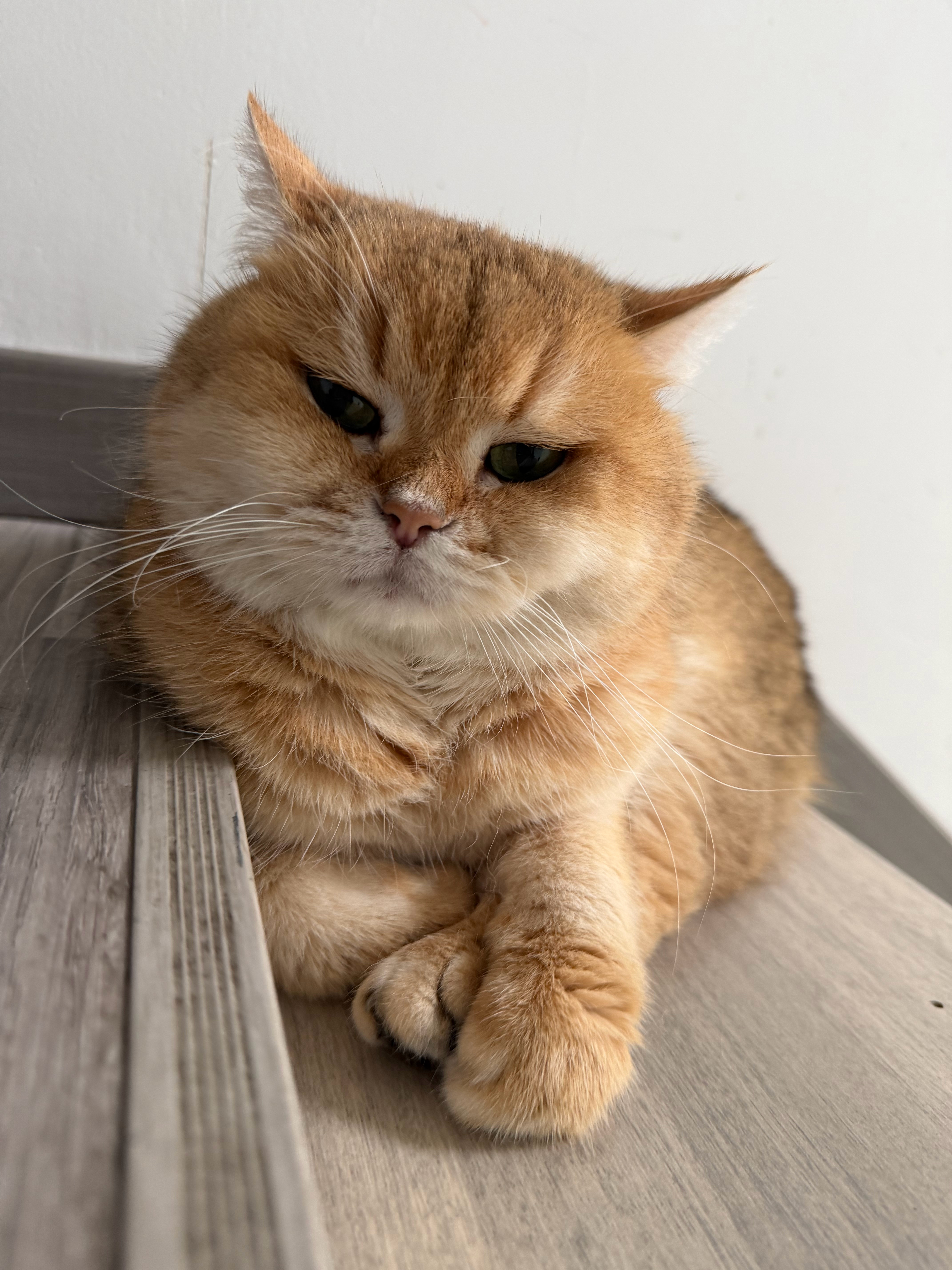 猫宁！没记错的话豆豆已经快七岁啦！陪伴大家这么多年很开心，在这里我要告诉大家一个
