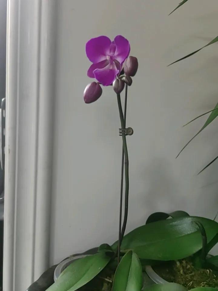 晒图笔记大赛可有懂花之人，指点一下这花开得咋样？