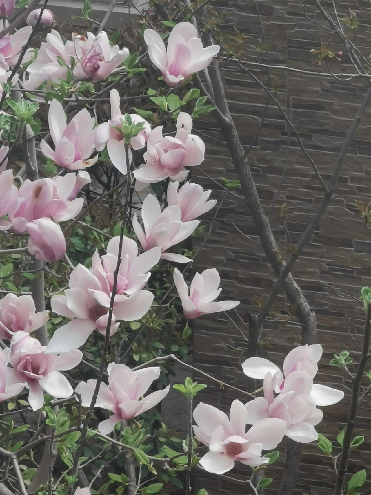 窗外的风景。
    窗外几株玉兰树，已经成为春天窗外的风景！