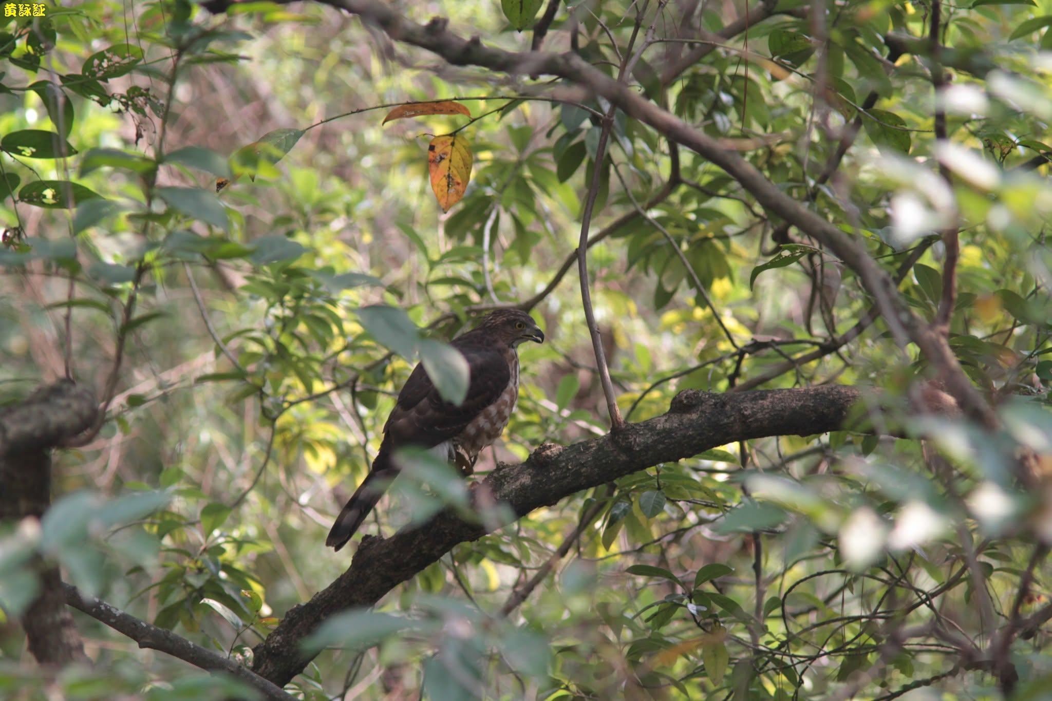 20260714，早安Accipiter trivirgatus formosa