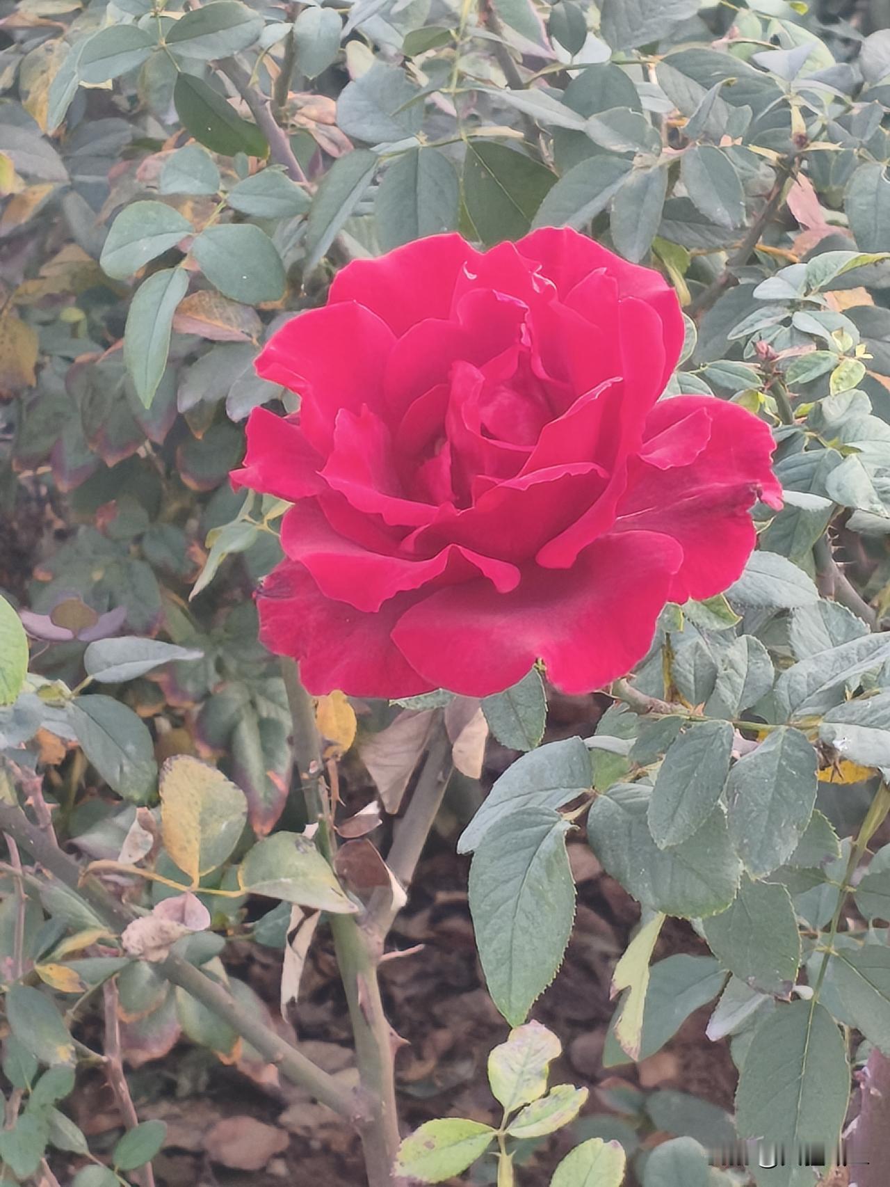 室外的花朵，红艳艳……