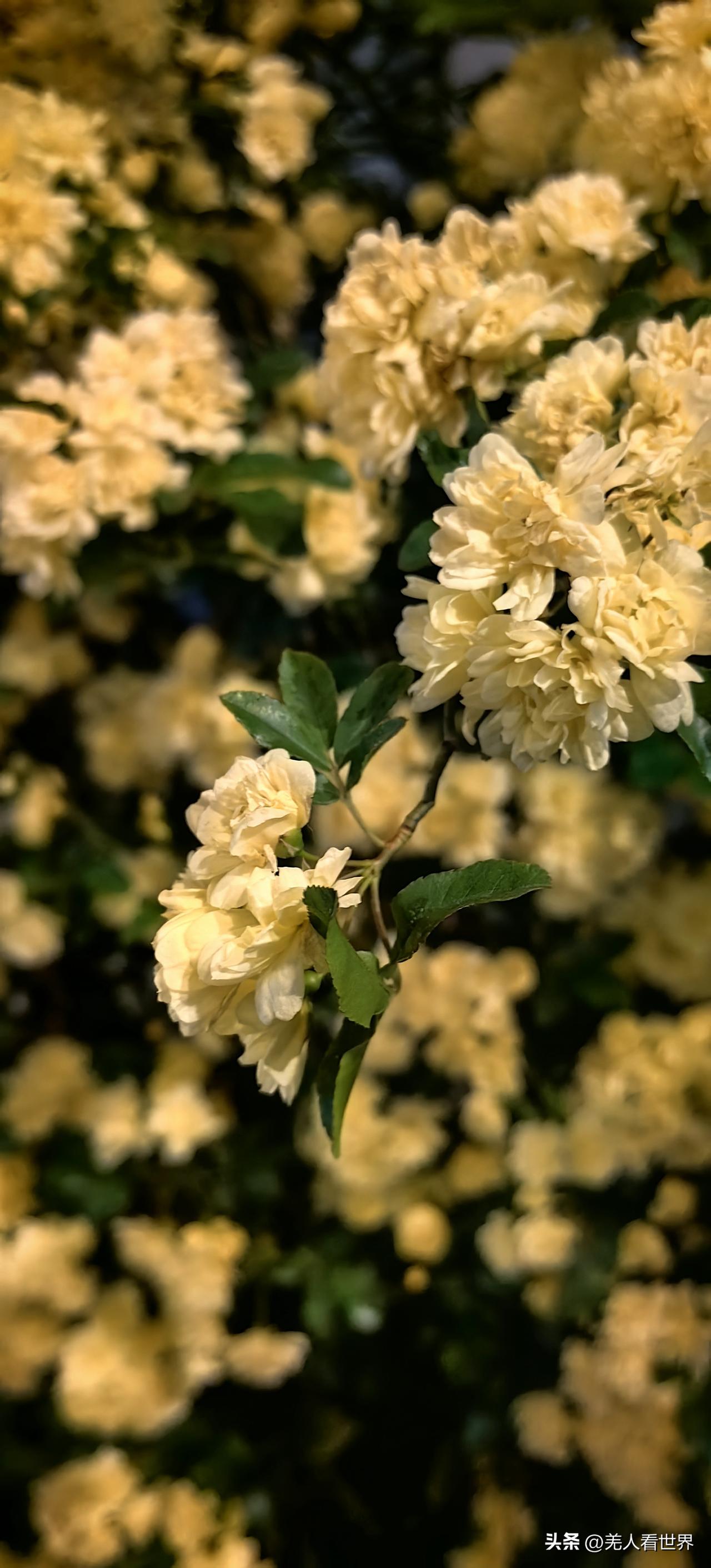 花墙
 
蔷薇开得热闹
粉粉艳艳攀着篱笆
白木香安安静静
一串白花
淡淡清香
风