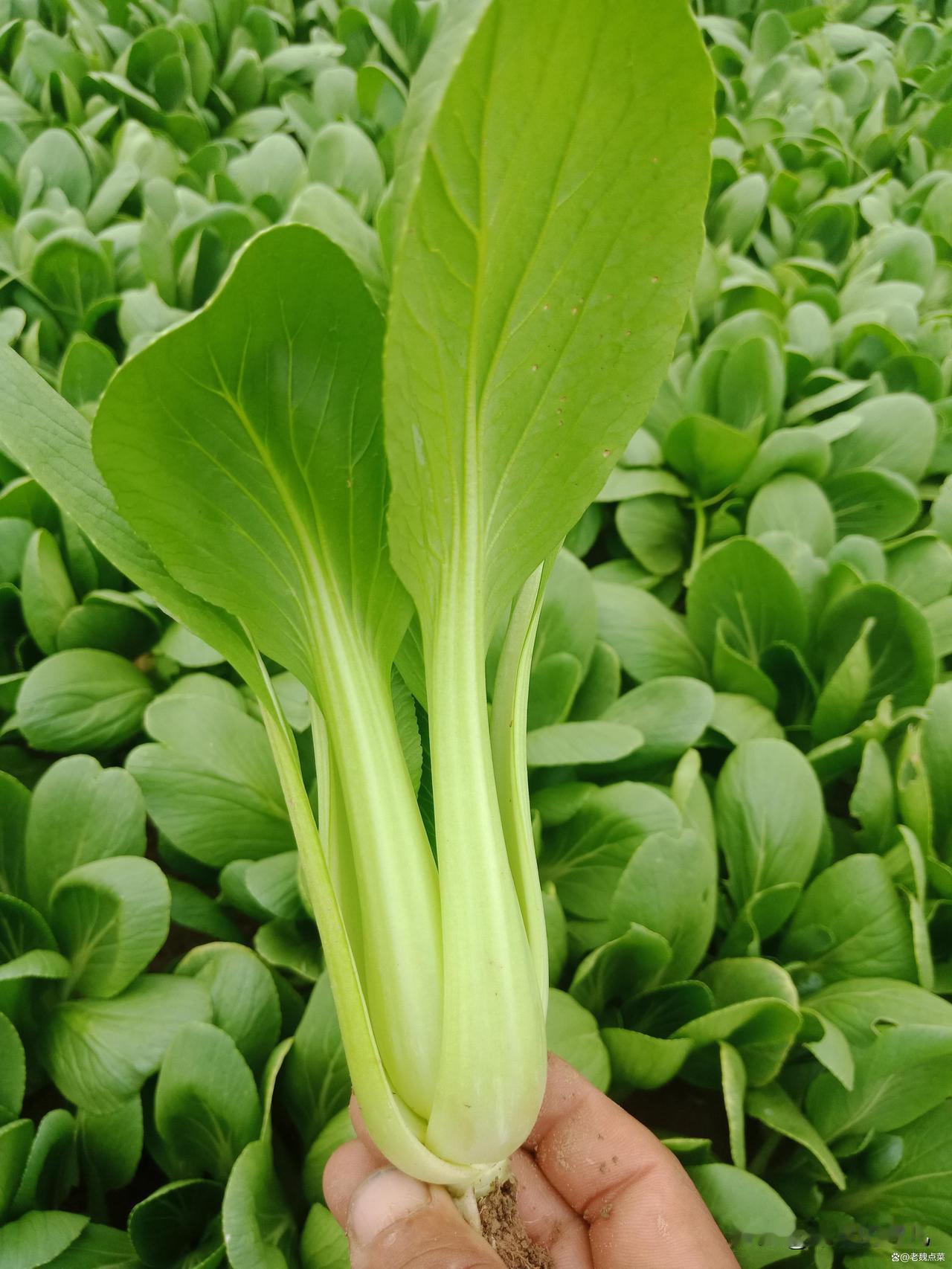 头条是喜欢一片青菜叶子，
还是喜欢一簇呢，
我看有位写了三篇关于青菜叶子，
3篇