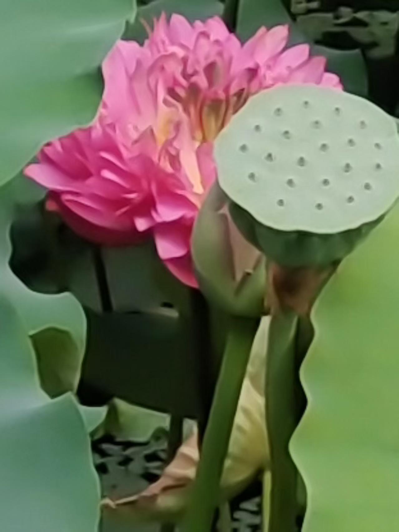 心存善良，福运自来
 
人在做，天在看，世间善恶终有回响。为人处世当守住本心与底