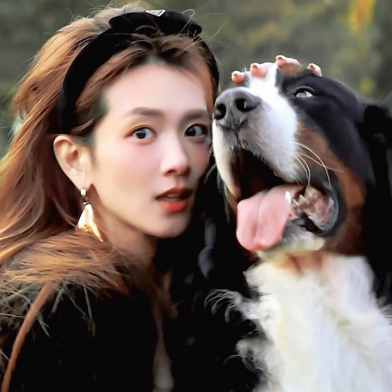 萨摩耶和伯恩山😇 