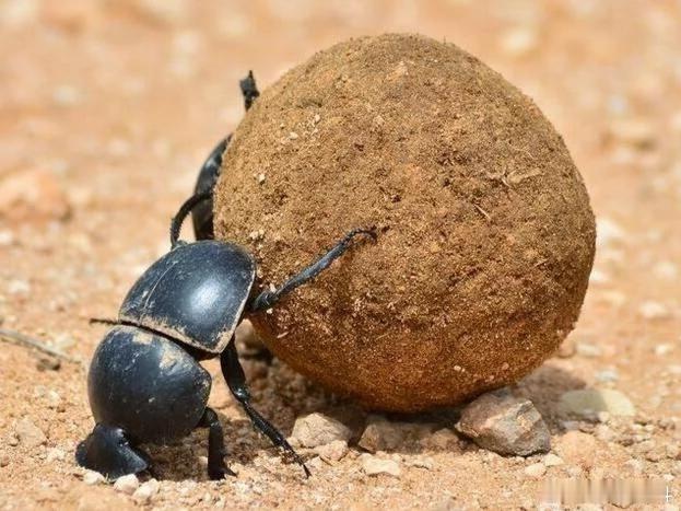 大家都怎么称呼这种昆虫呢？总能见到它在地上滚粪球，我们这里喜欢称之它为（屎壳郎）