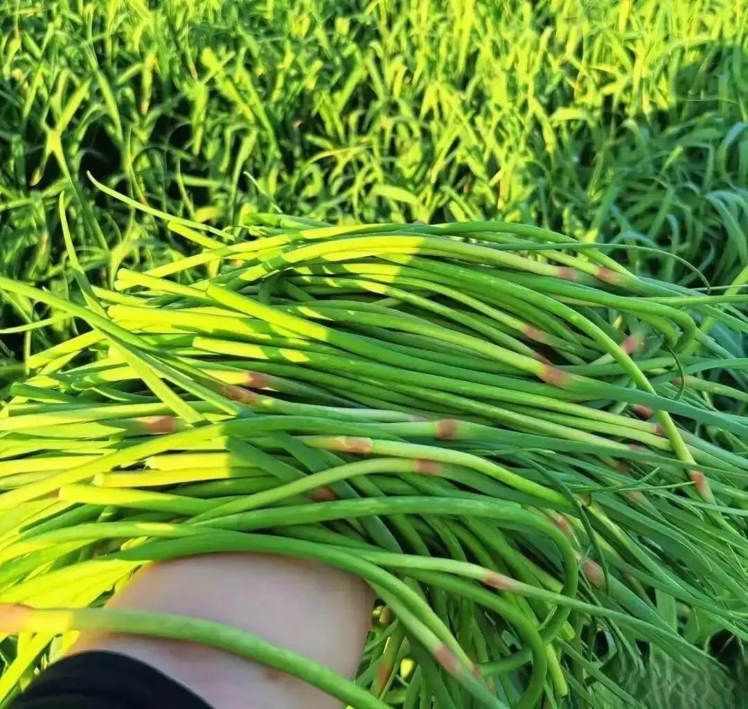 小农户的丰收困局：有人靠网红自救，有人烂在地里

同一片河南蒜田，如今却呈现出两