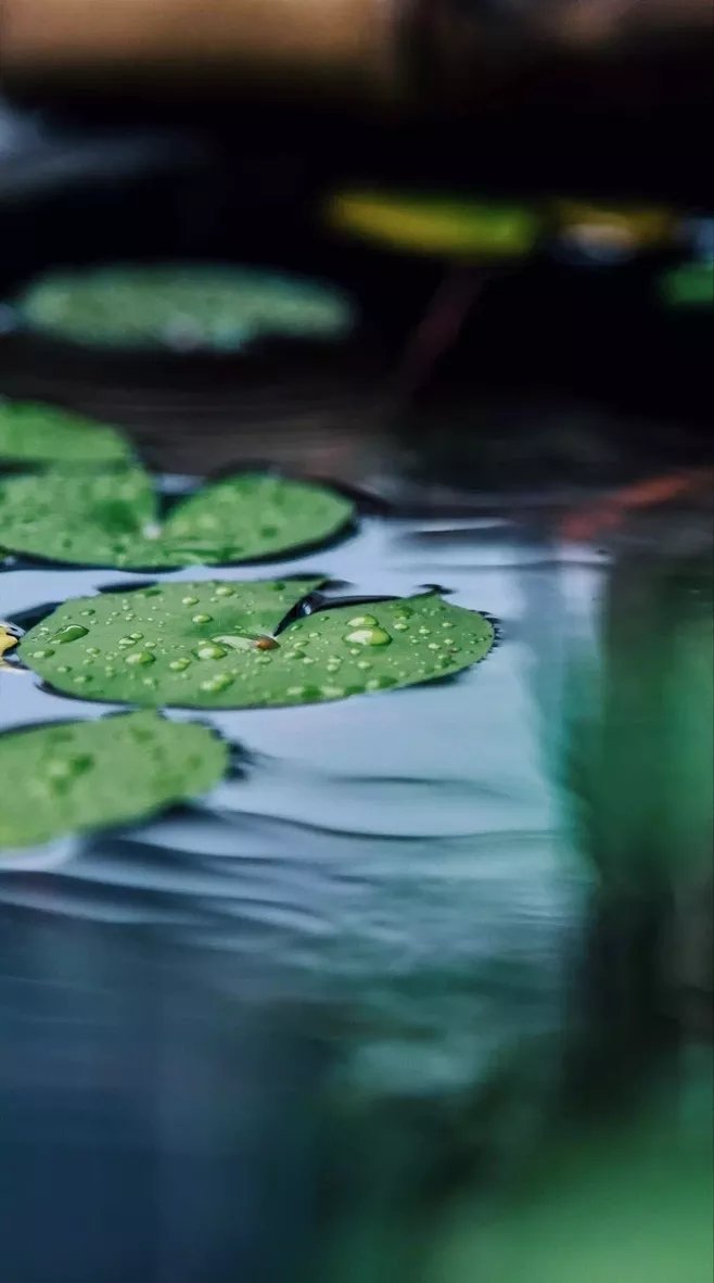 那就折一张阔些的荷叶，包一片月光回去，回去夹在唐诗里，扁扁的，像压过的相思。——