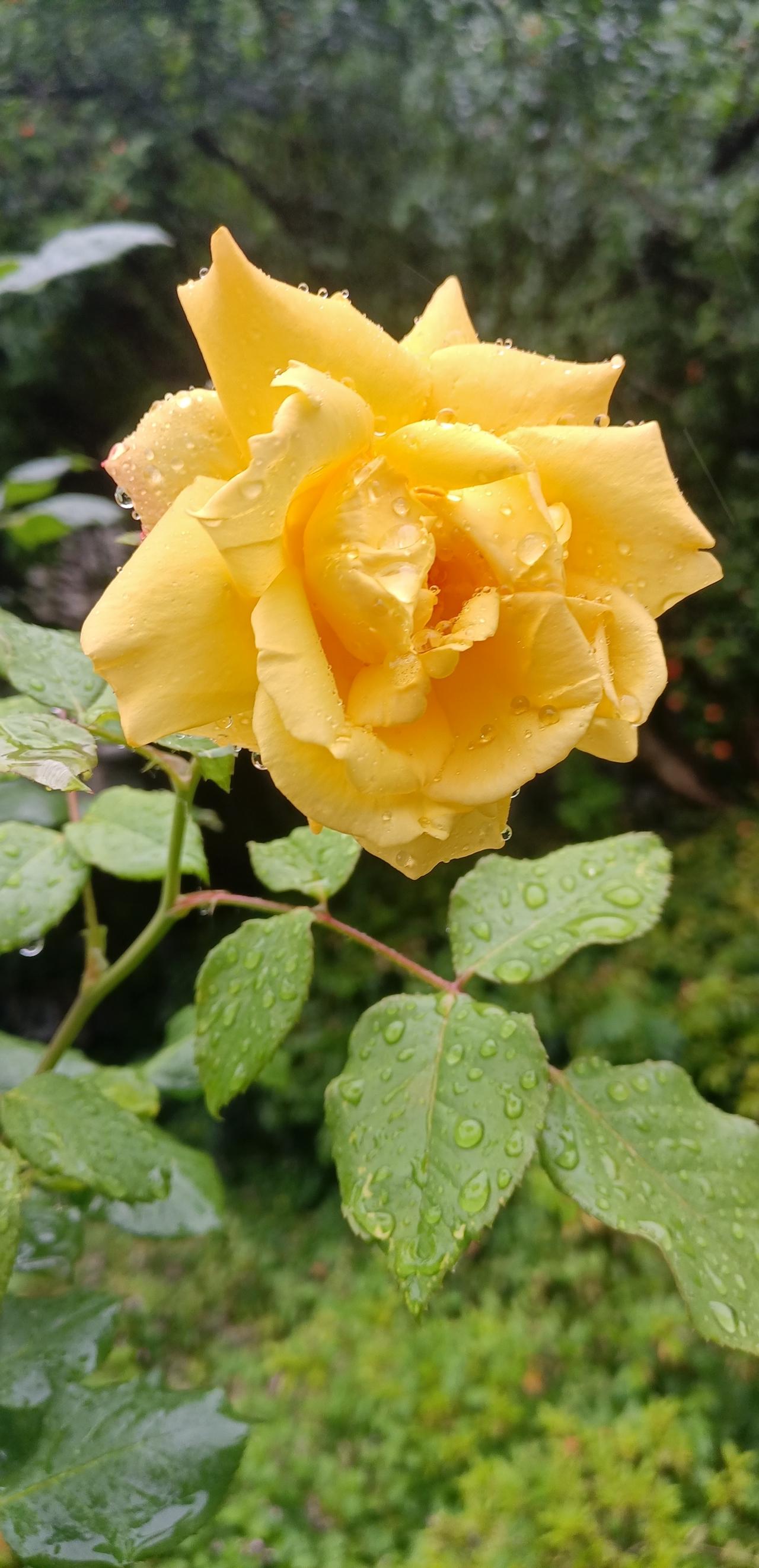 【夏之韵·把快乐种在心里】分享你的手机壁纸

手机摄影：雨中黄月季。

生活不是
