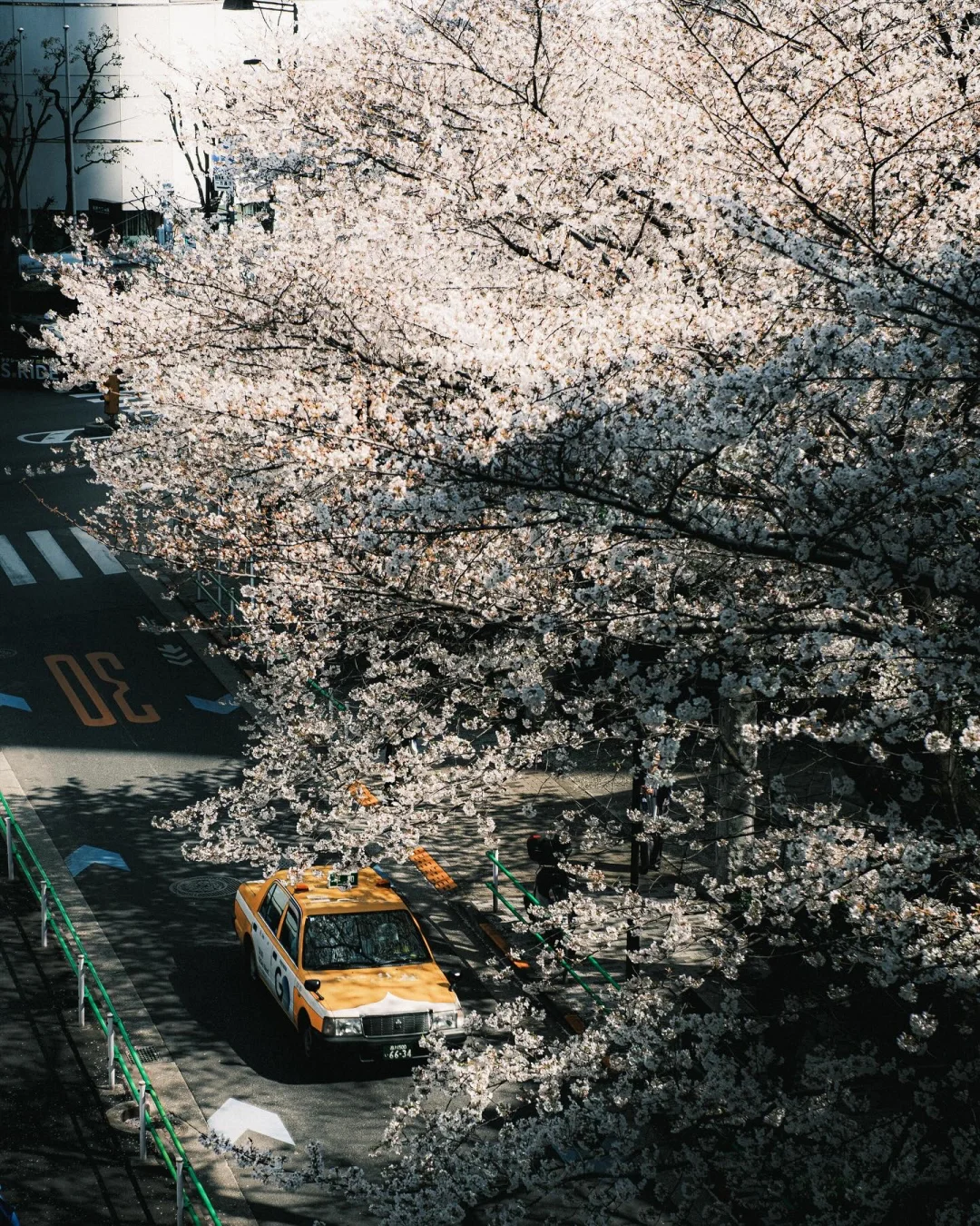 穿过隧道，樱花满开的春天