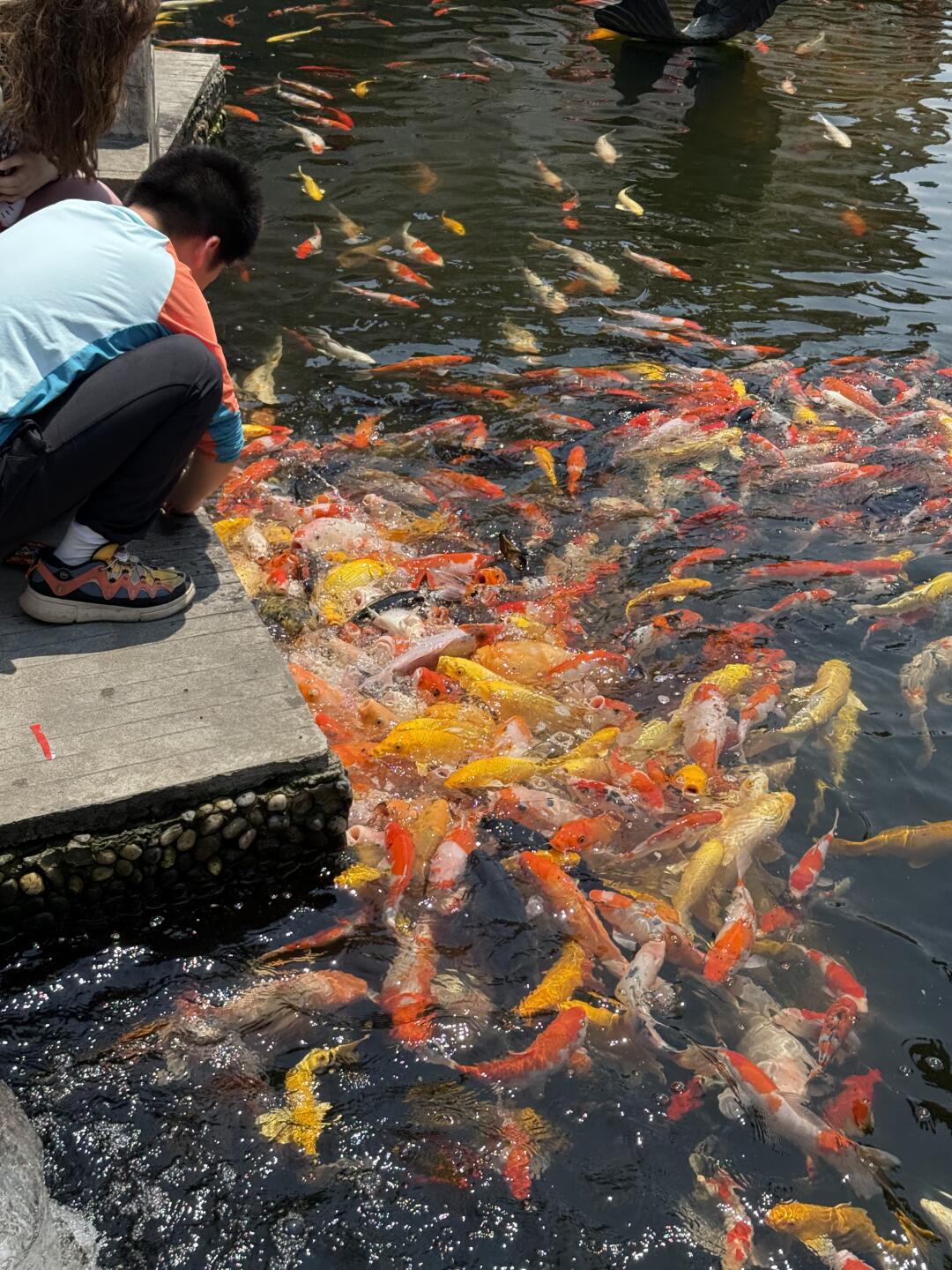 接锦鲤！！东林寺的锦鲤好美！