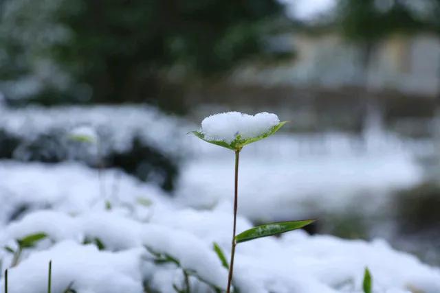 闲观雪舞梅盈岸，
静赏风吟江月寒。
心事撑舟随浪漾，
轻舟飞过万重山。
