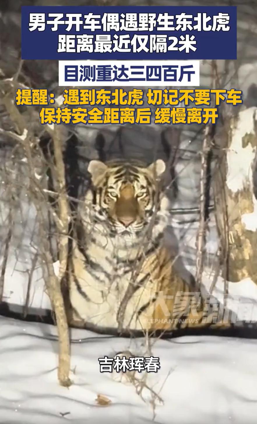 这才是真聪明！吉林珲春，男子晚上开车走山路时，突然看到雪地里有动静，离近一看，竟