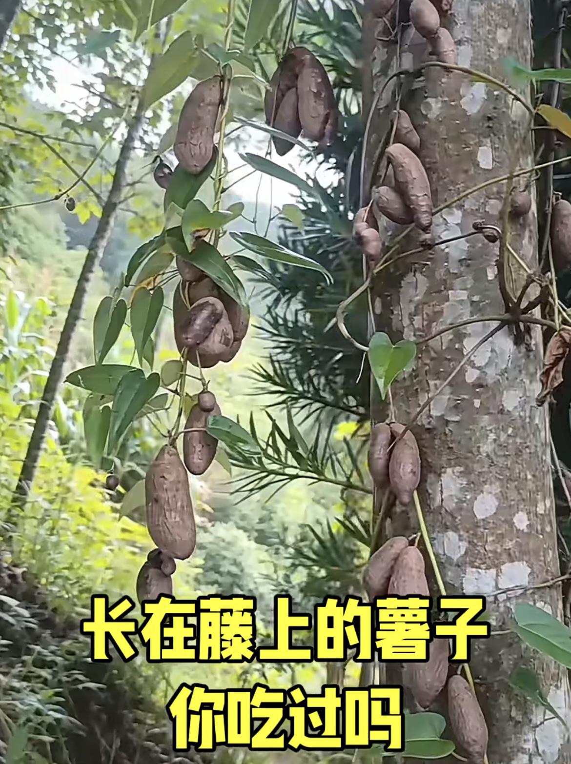 我的今日状态：😁轻松愉快
我这里的天气：☀️晴天
长在藤上的薯子你吃过吗⁉️