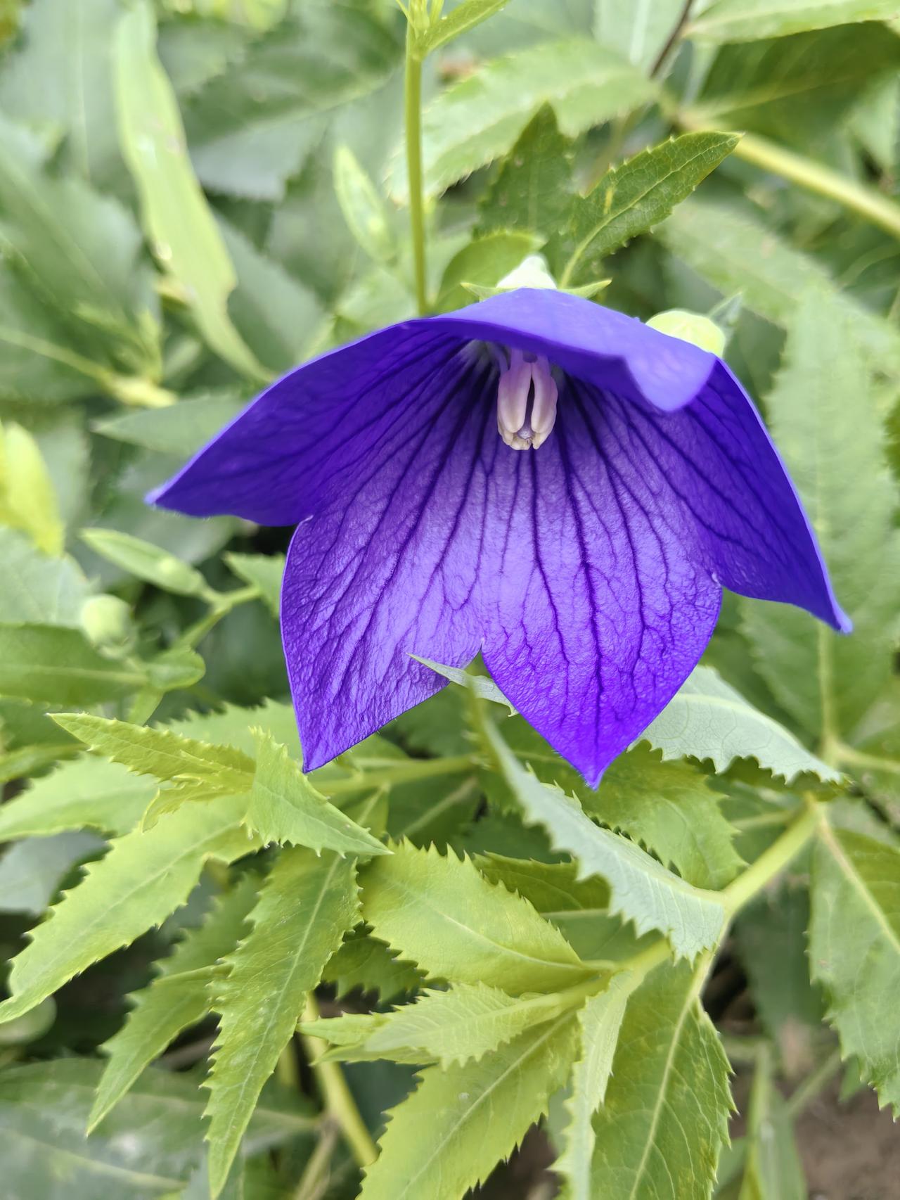 桔梗花
它不争不抢，五角星形的花瓣舒展，仿佛天空不慎倾洒的一滴蓝，这便是桔梗花，