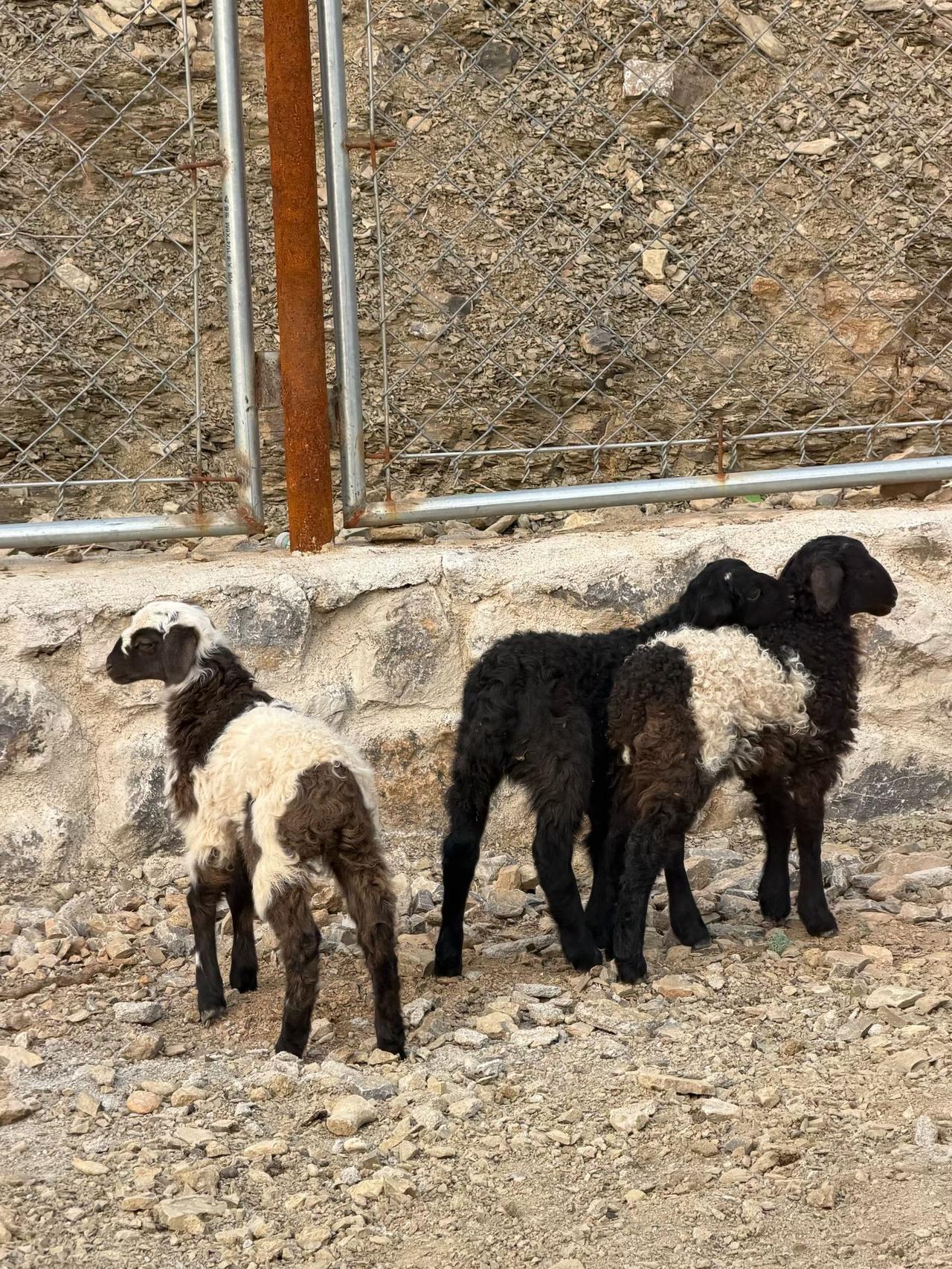 昨日春雪落北门，旧履过街新印痕。
​杨柳寂寂无人问，也吐嫩芽报早春。
     