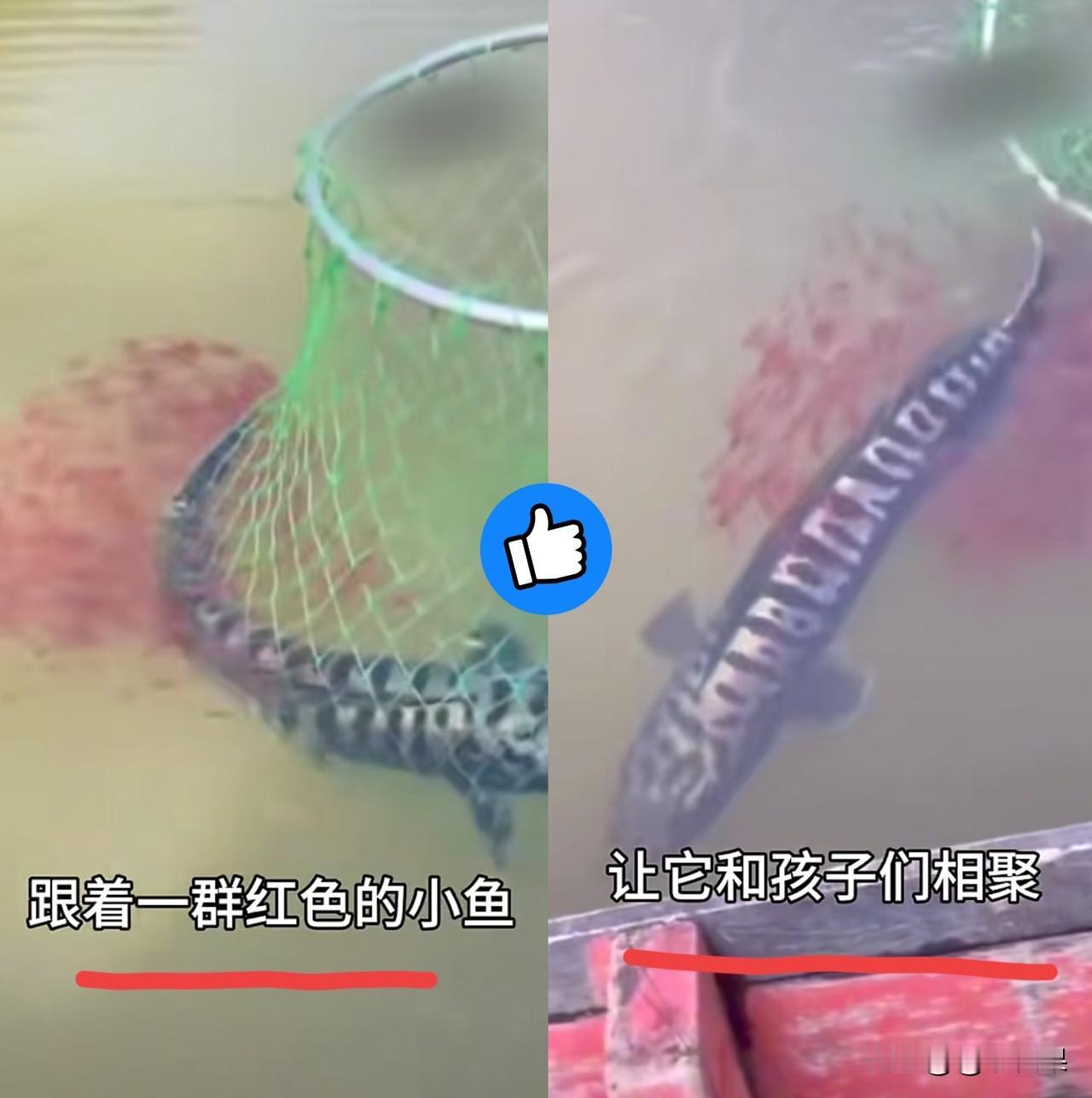谁能想到，钓竿那头沉甸甸的大鱼，竟藏着这么戳心的画面！男子正使劲往岸边拉，眼角余