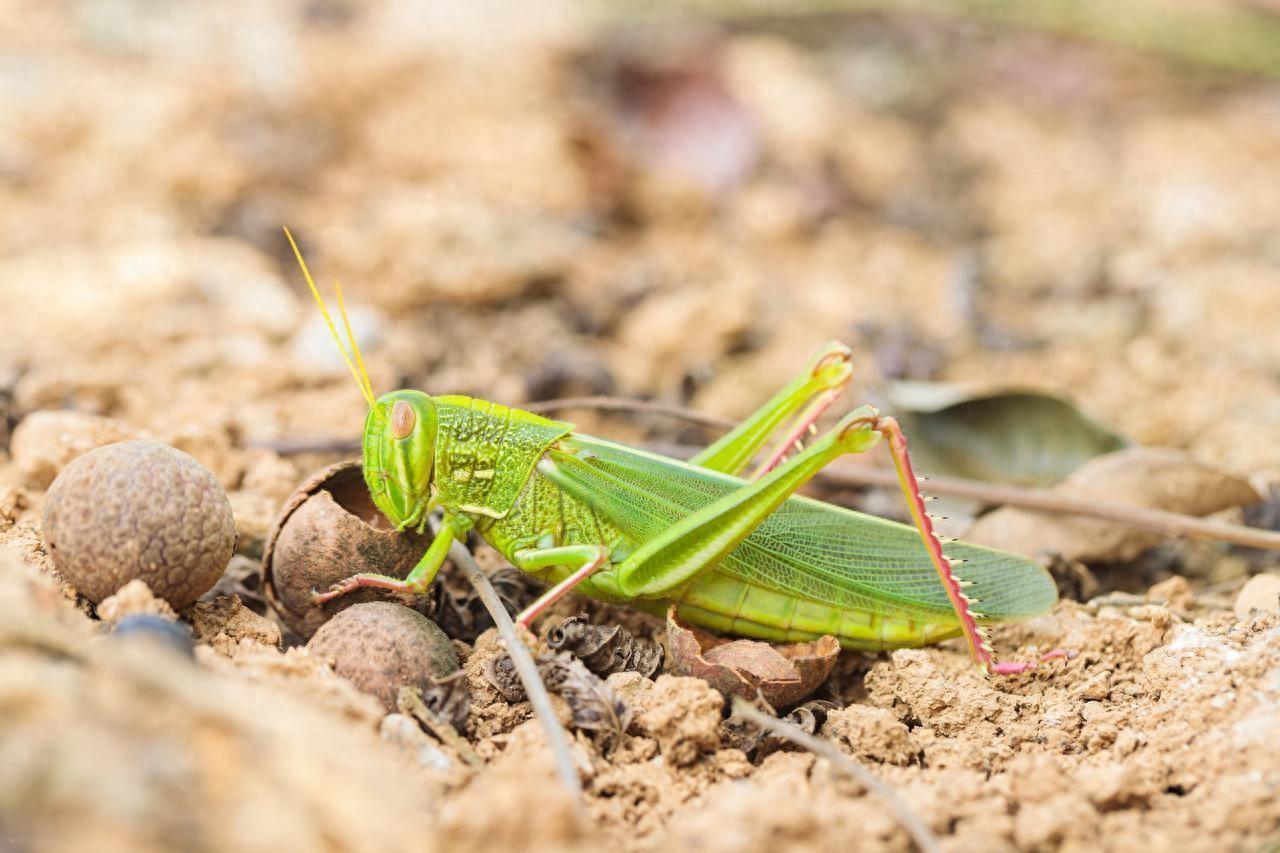 肆虐中国千年的蝗灾，为什么消失了？

翻开中国两千多年的史料，蝗灾与水灾、旱灾并