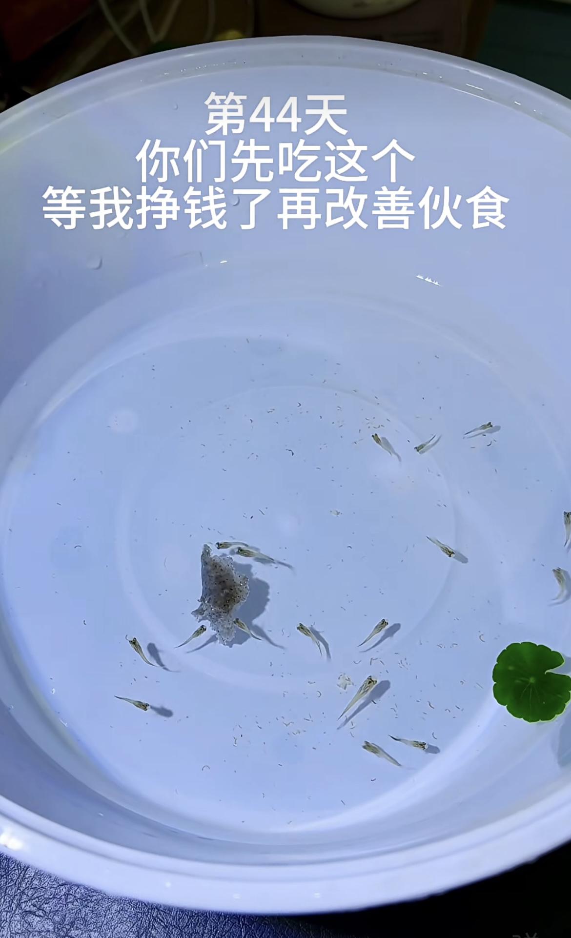 我的今日状态：😁轻松愉快
我这里的天气：🌤️多云
养了一个多月的小🐟仔，