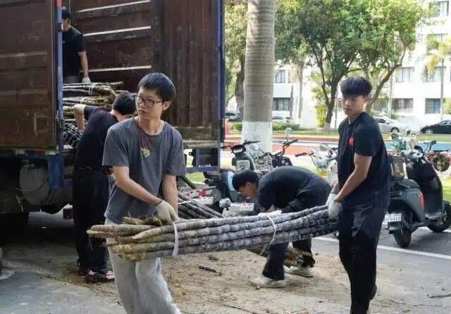 广东高校刷屏名场面：学生排长队削甘蔗，背后藏着暖心真相

最近，广东多所高校的校