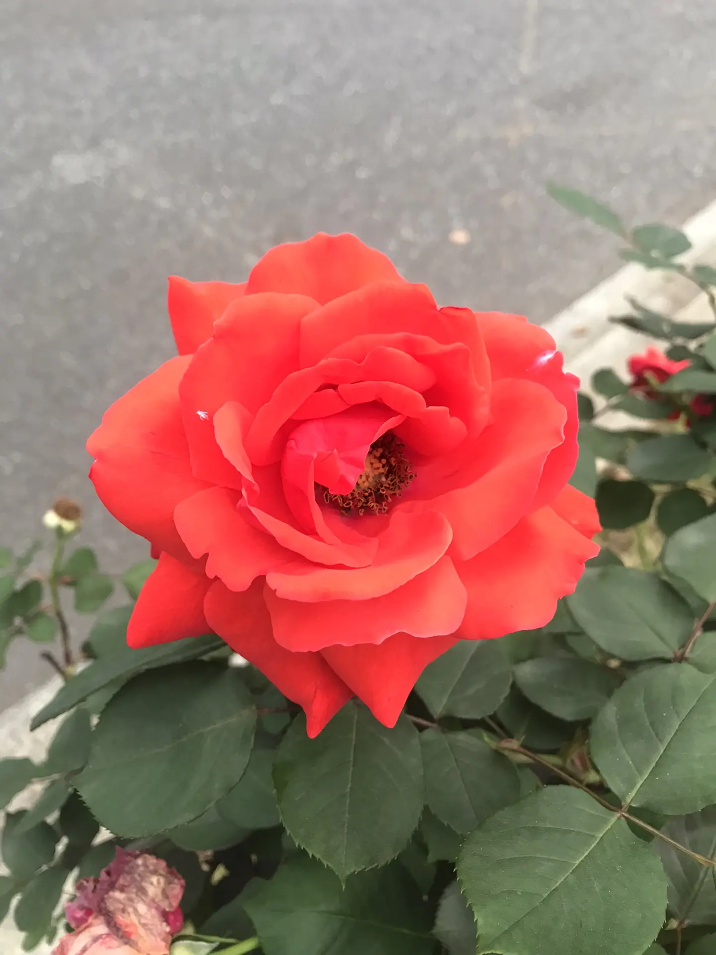 玫瑰花影映人美