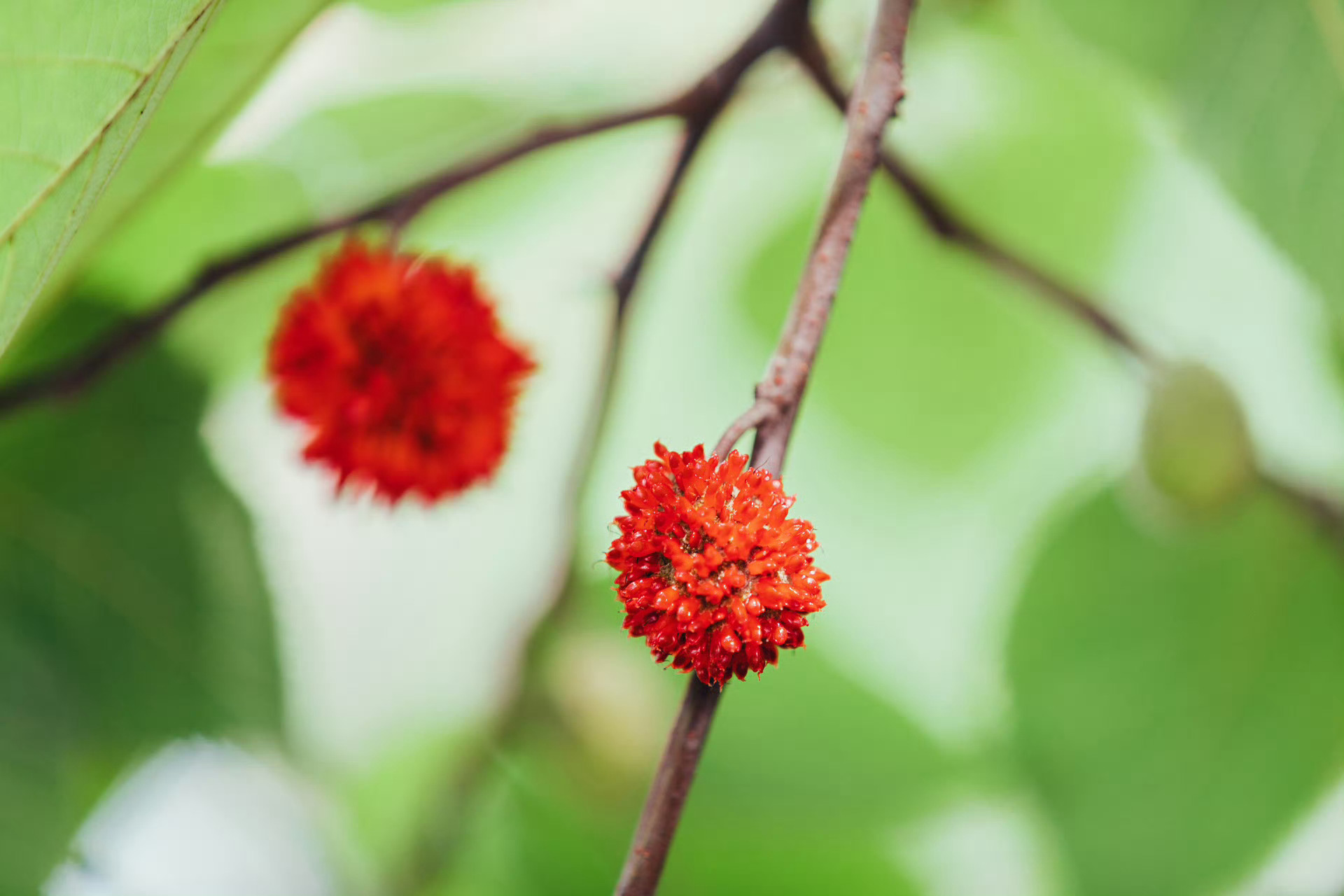 根黄叶绿挂红花，寸茎沾泥可发芽。 