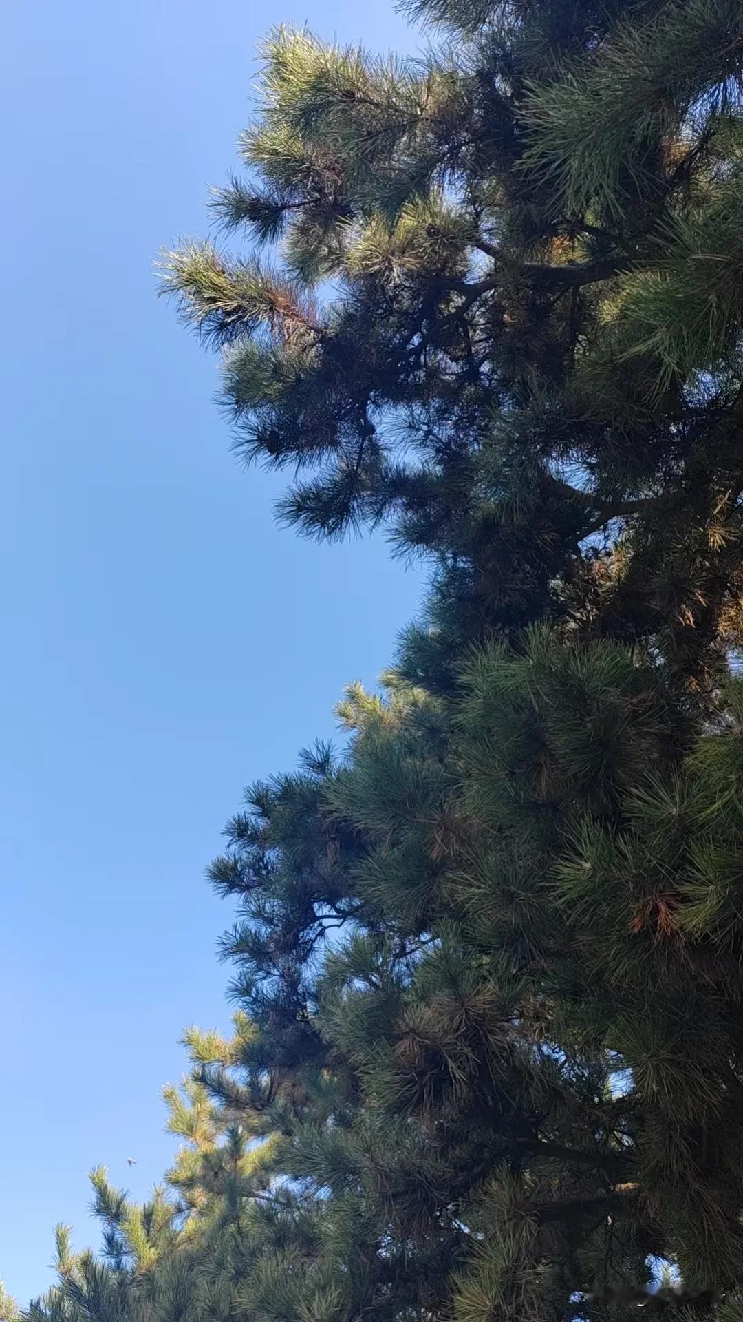 十一月的最后一天，有人欢喜有人愁！[比心]
今天，是2024年11月30日，还有