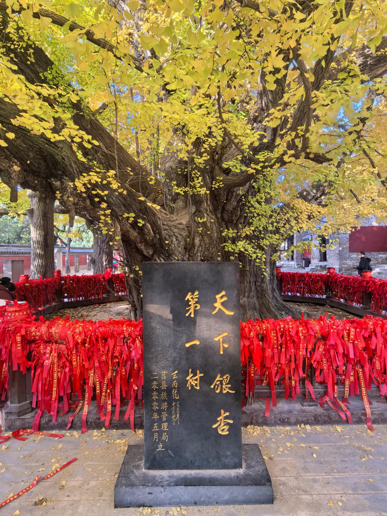 走进定林寺，寻访4千年古银杏树。寻访秋天最美的风景 随手记录我们身边的美景 实拍