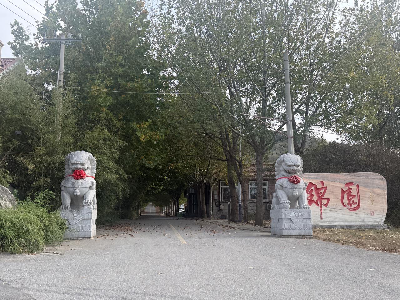 像莱山这个地方好好整理一下，真的是很适合秋天打卡，毕竟落叶可以暂时不清理，大家一